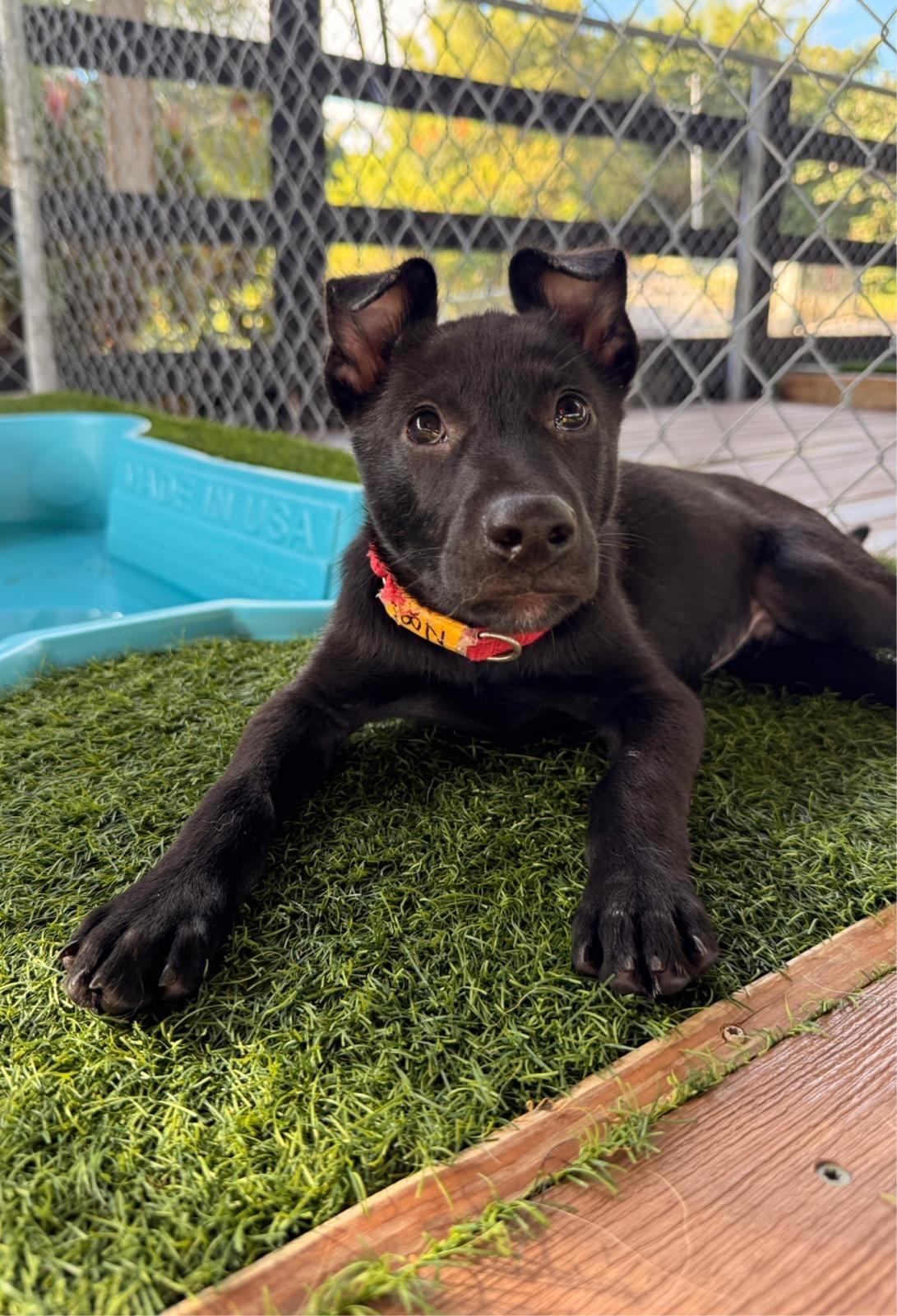 Enlarge Noel, a ADOPTABLE mixed breed in Morristown, NJ image 1/5