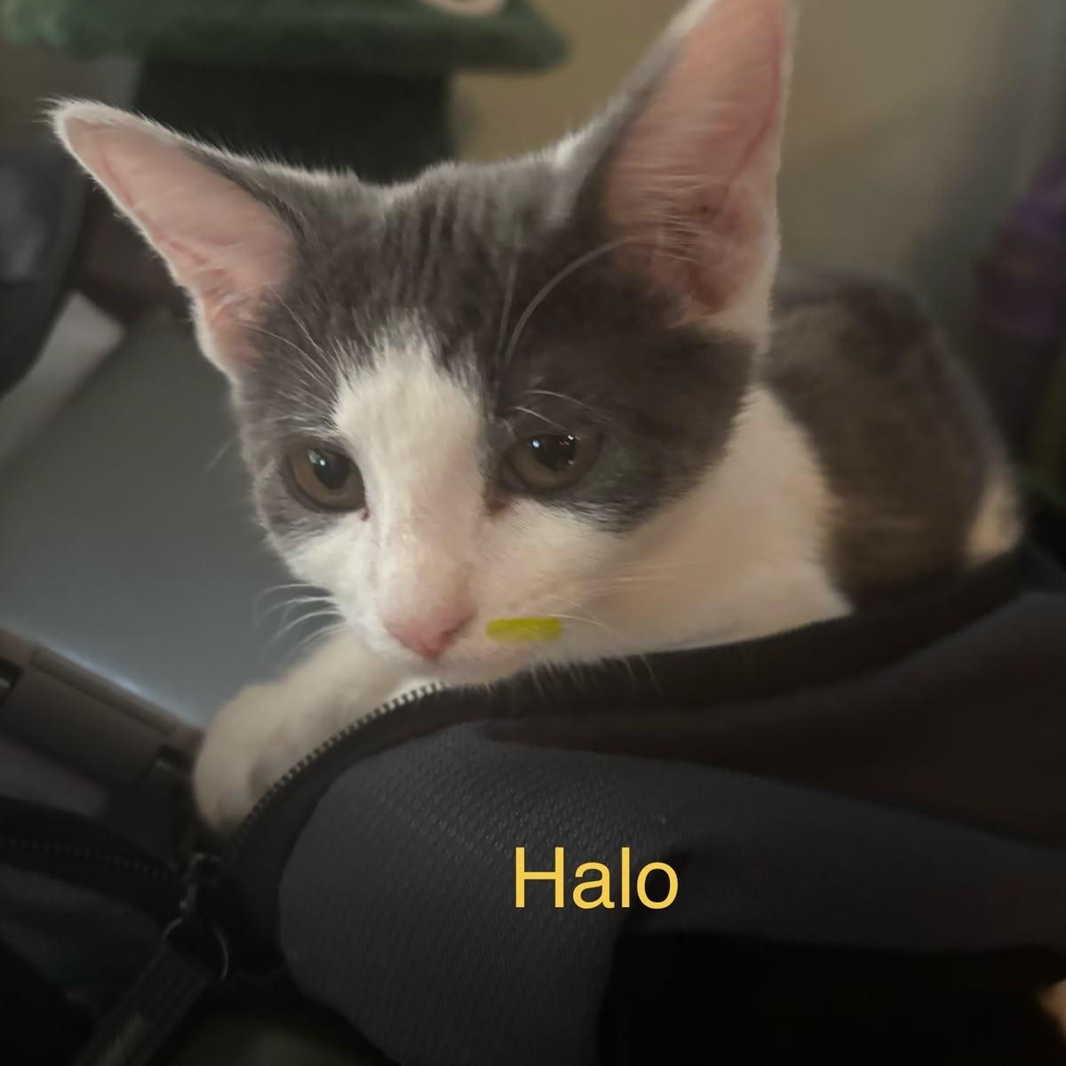 Enlarge Halo, a Adoptable mixed breed in Midland, MI image 5/6