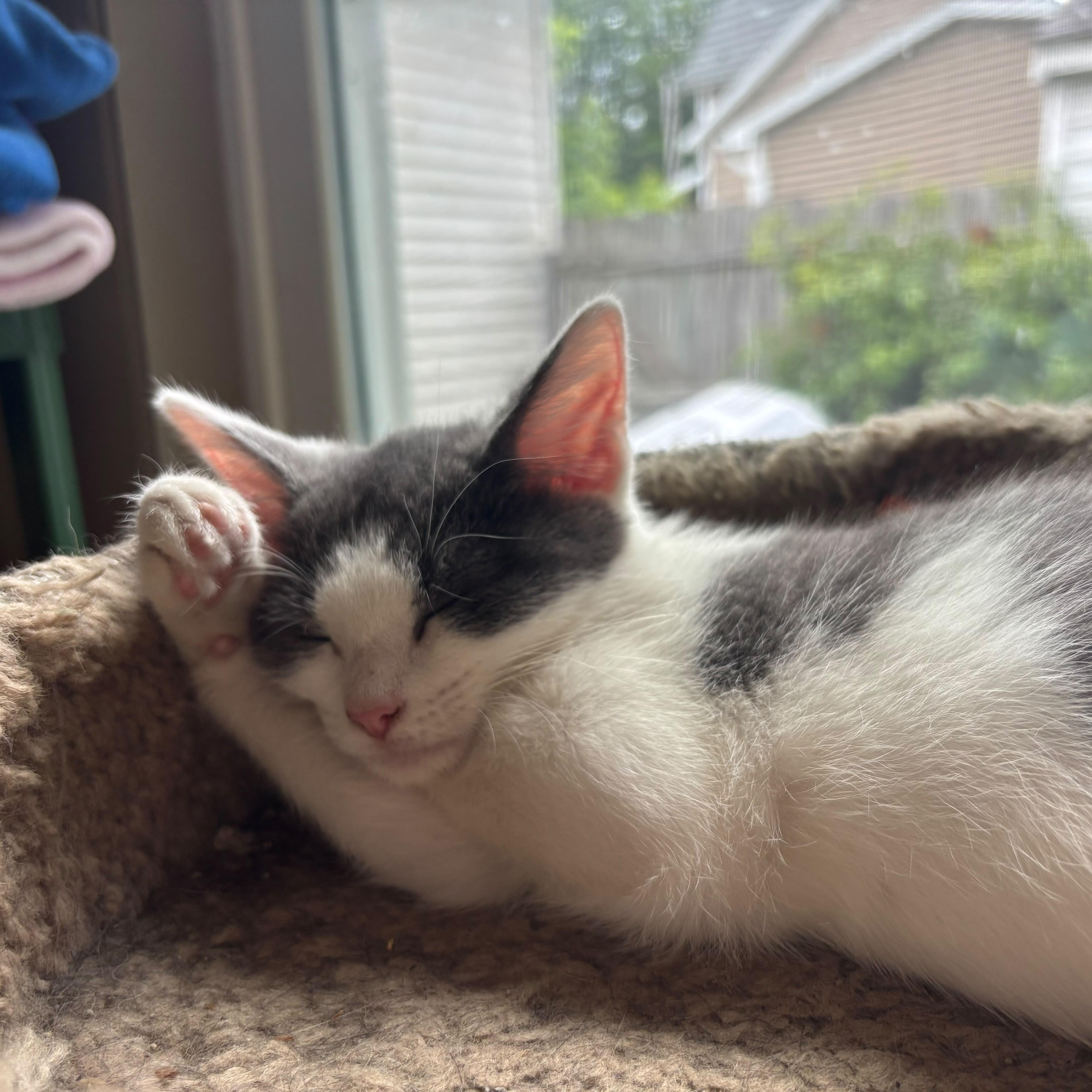 Halo, Adoptable, Kitten Female American Shorthair.