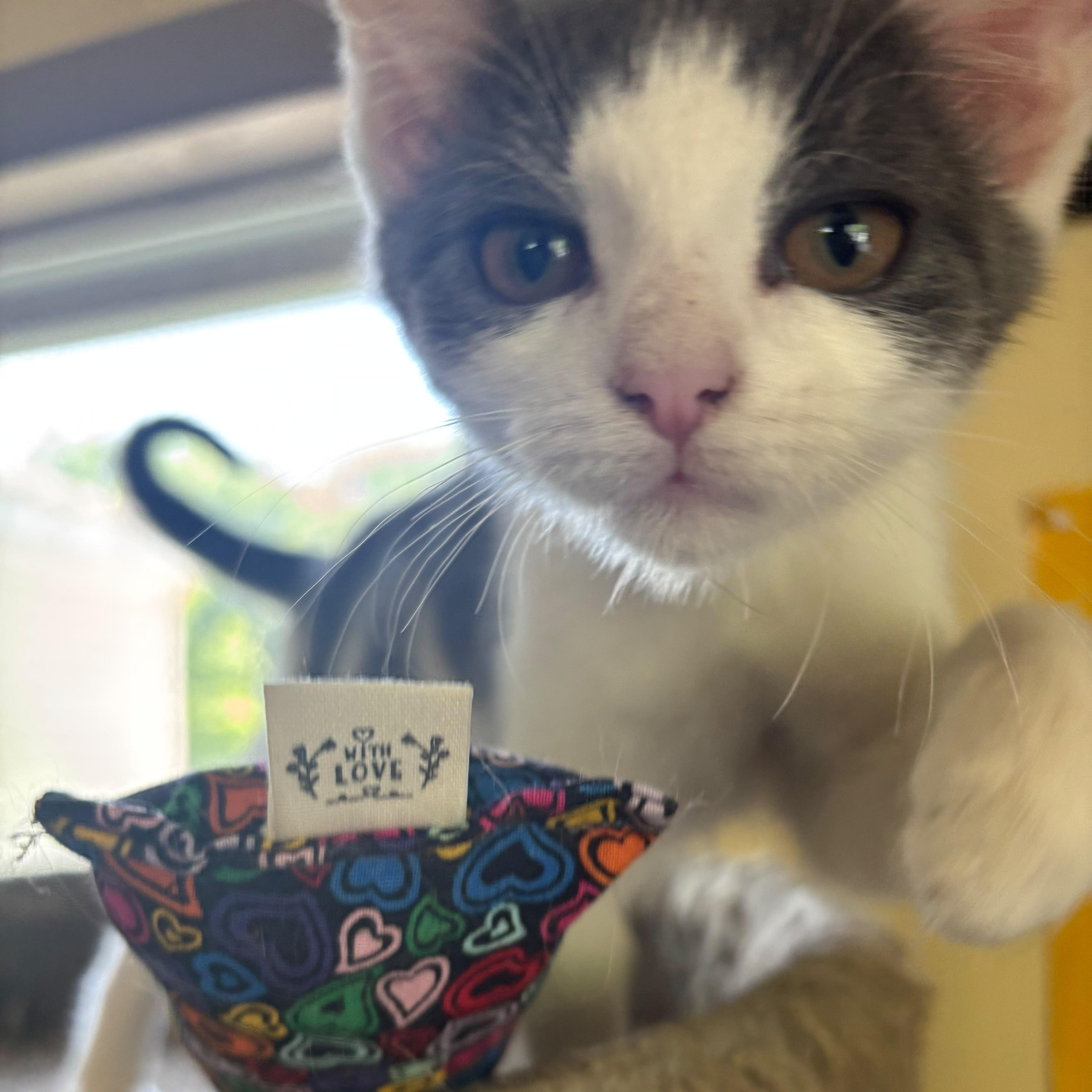 Halo, Adoptable, Kitten Female American Shorthair.