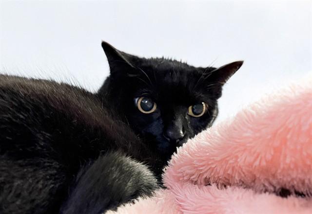 Enlarge MISTY JUNE, a Adoptable Domestic Short Hair in Fort Lauderdale, FL image 1/1