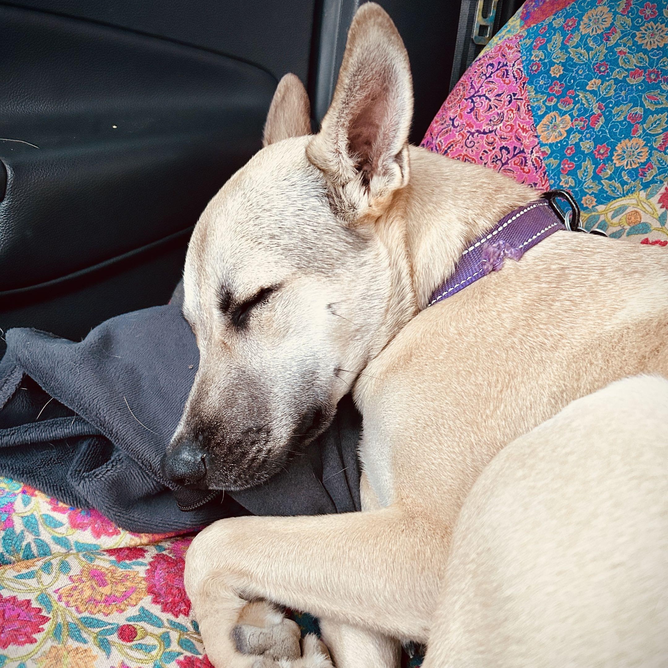 Enlarge Miss Lovie, a Adoptable German Shepherd Dog in Austin, TX image 2/5