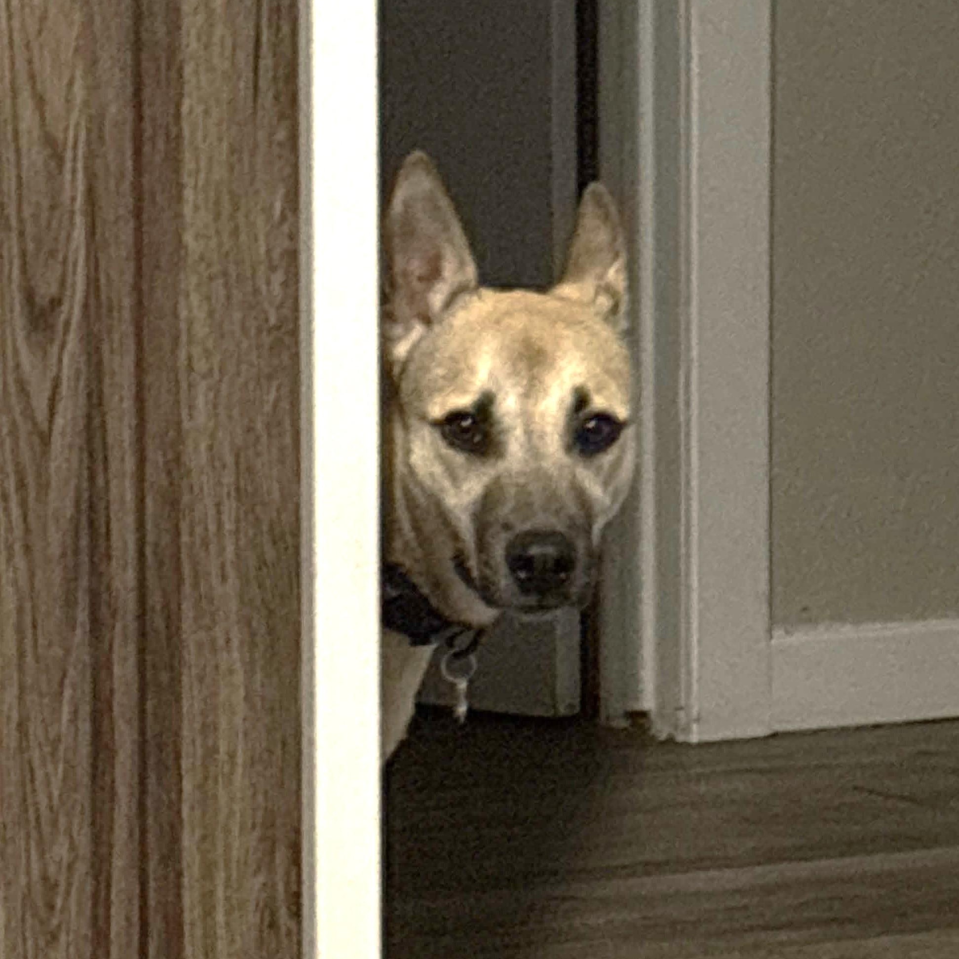 Enlarge Miss Lovie, a Adoptable German Shepherd Dog in Austin, TX image 4/5