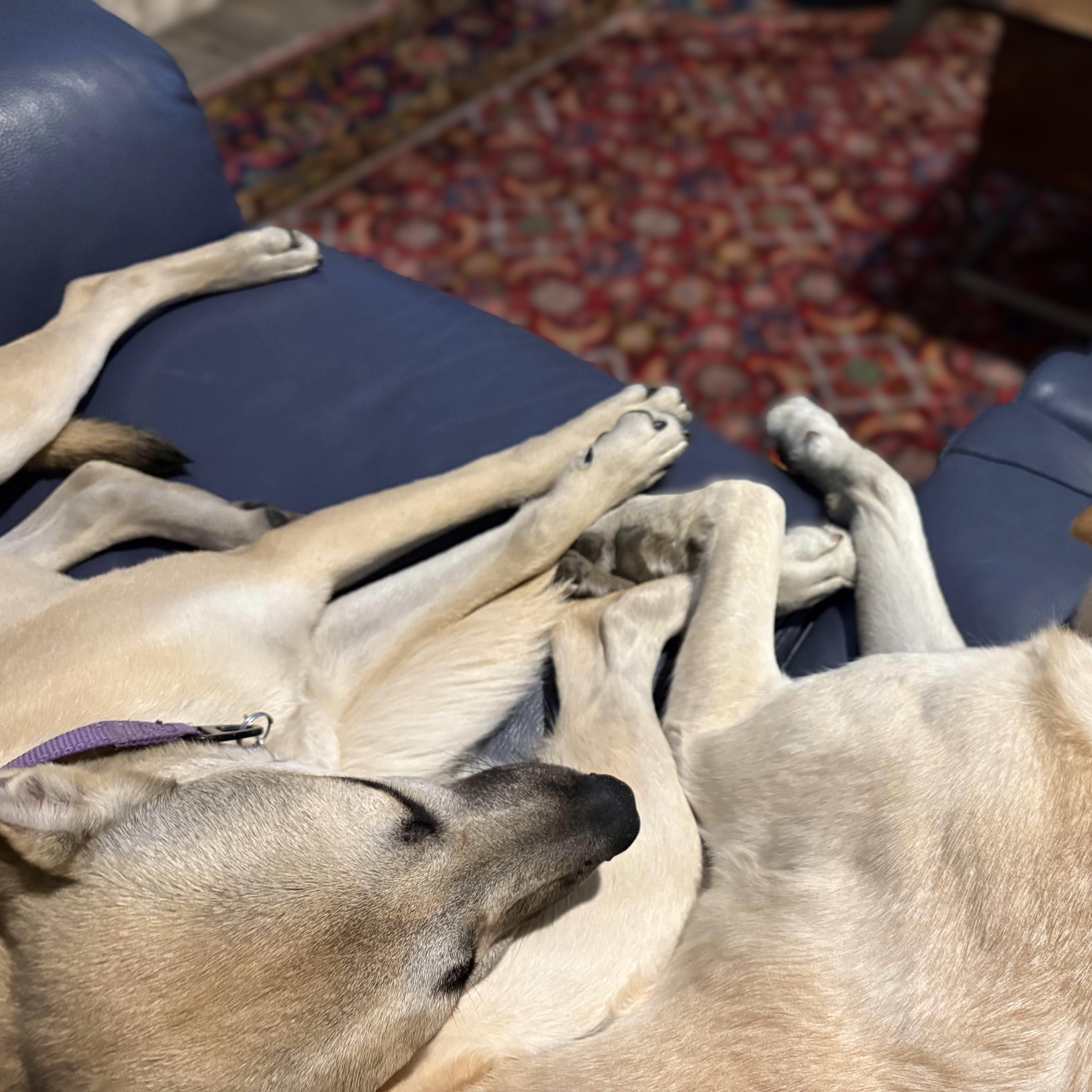 Enlarge Miss Lovie, a Adoptable German Shepherd Dog in Austin, TX image 5/5