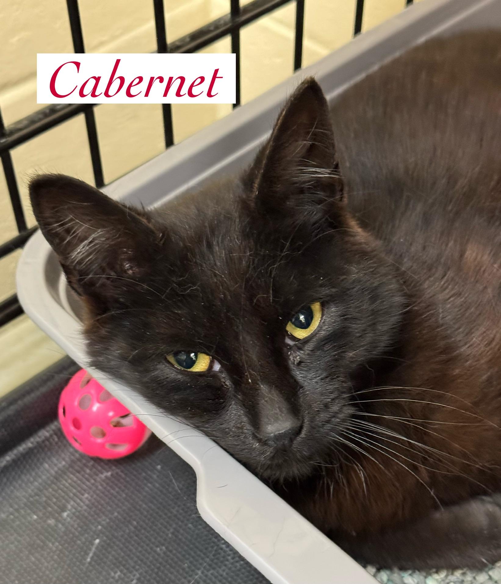 Enlarge Cabernet, a Adoptable Domestic Short Hair in Wantagh, NY image 1/1