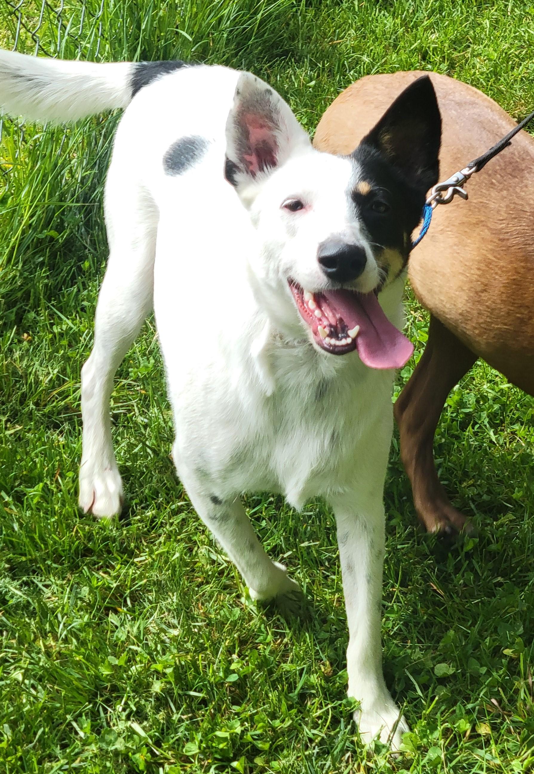 Jackson, Young Male Border Collie