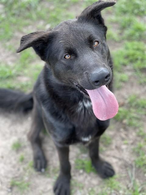 Enlarge SAM, a Adoptable mixed breed in Conroe, TX image 1/1