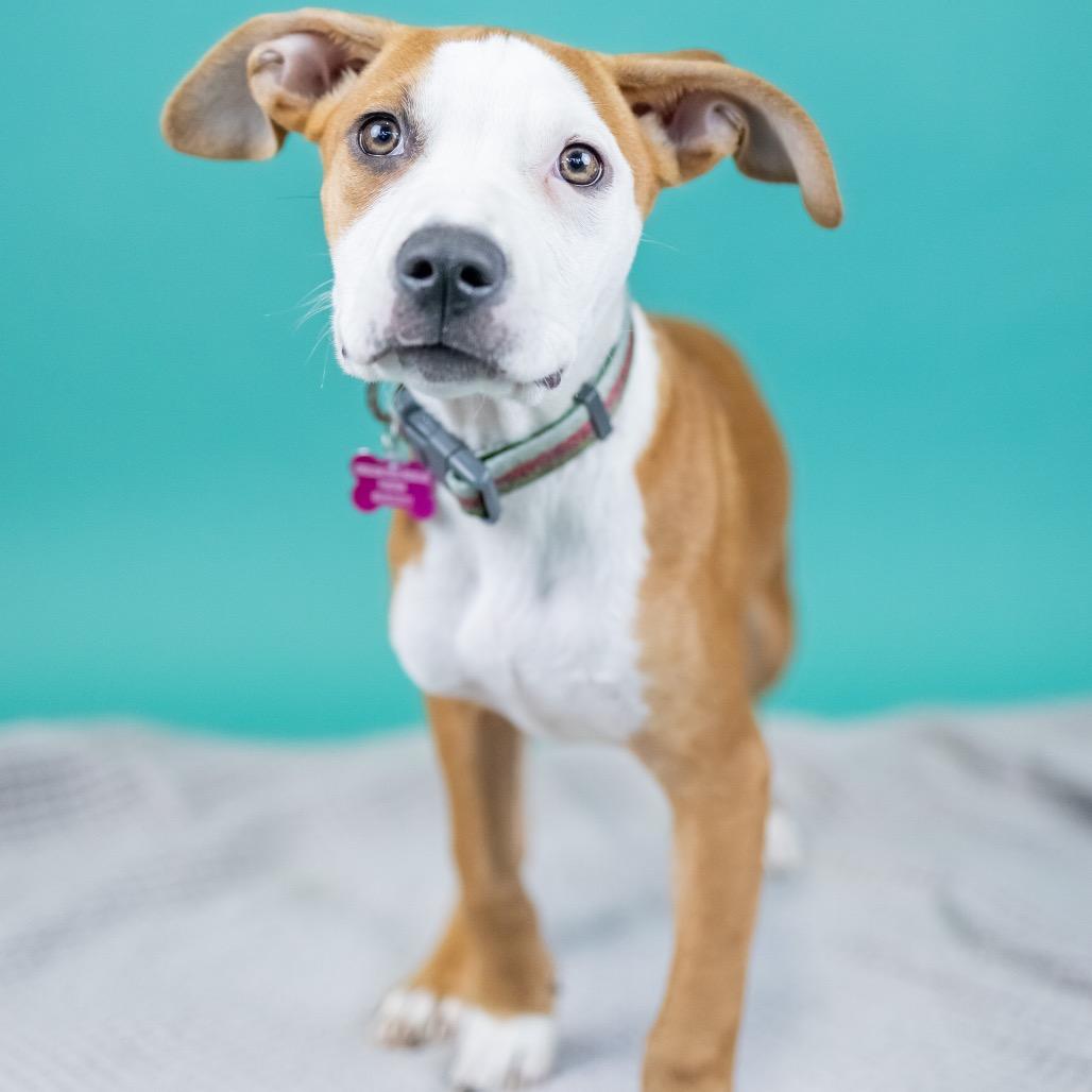 Enlarge Dale, a Adoptable Mixed Breed in Portland, OR image 1/1