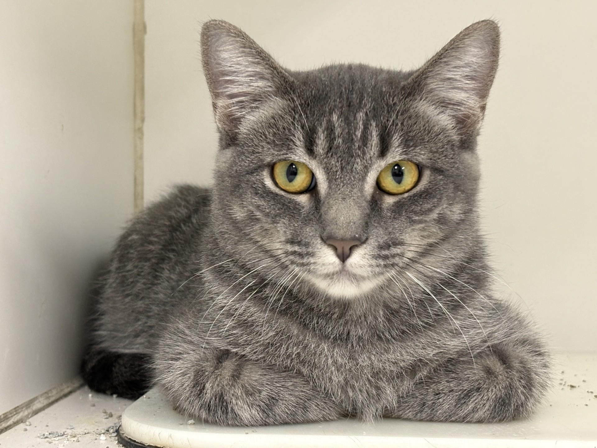 Enlarge OLE DECK, a Adoptable Tabby in North Kansas City, MO image 1/2