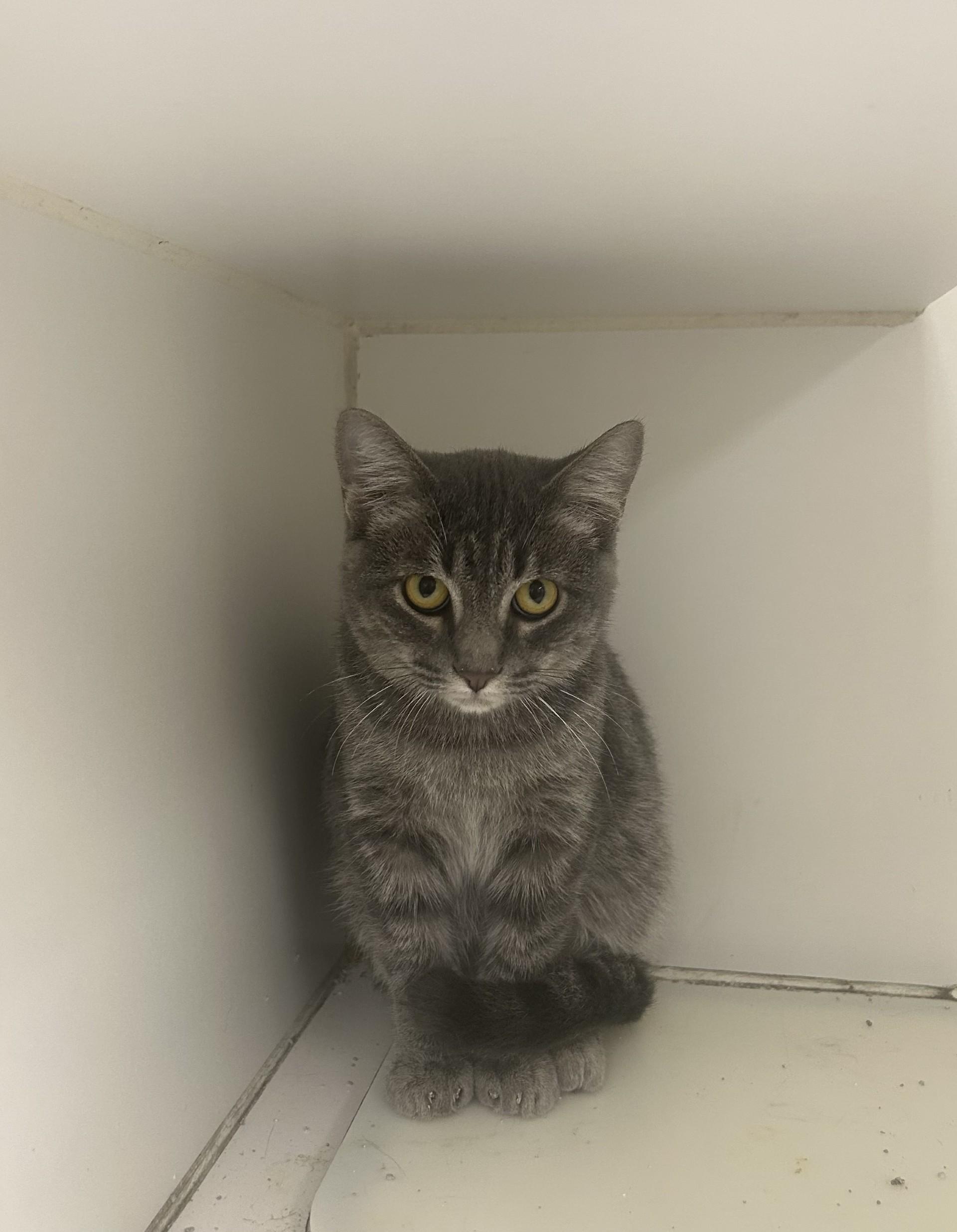 Enlarge OLE DECK, a Adoptable Tabby in North Kansas City, MO image 2/2