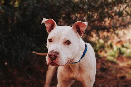 Enlarge 90207A Stubbs, a Adoptable mixed breed in North Charleston, SC image 1/3
