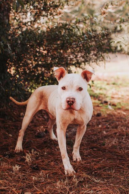 Enlarge 90207A Stubbs, a Adoptable mixed breed in North Charleston, SC image 2/3