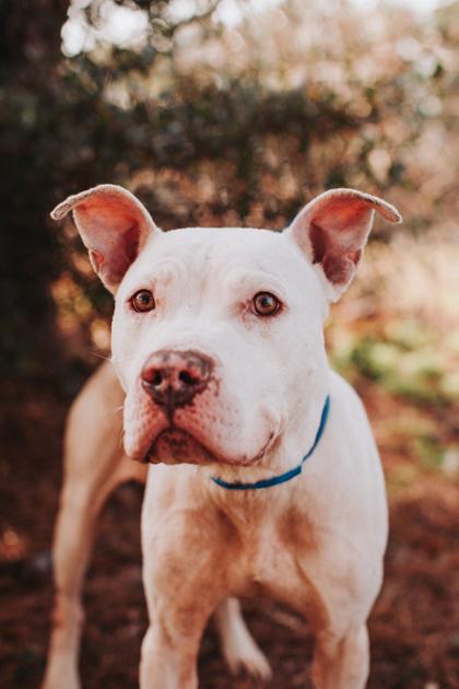 Enlarge 90207A Stubbs, a Adoptable mixed breed in North Charleston, SC image 3/3