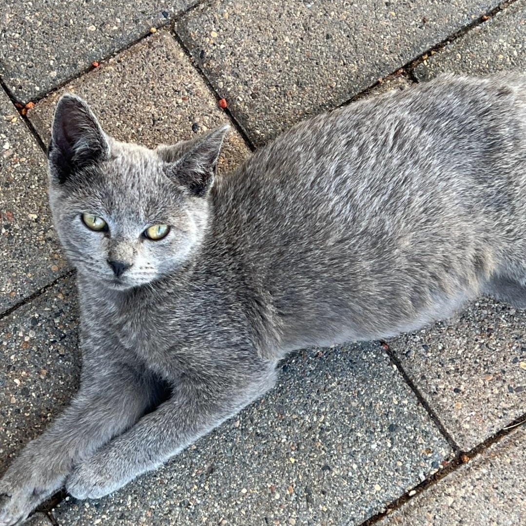 Lincoln, Adoptable, Young Male American Shorthair.