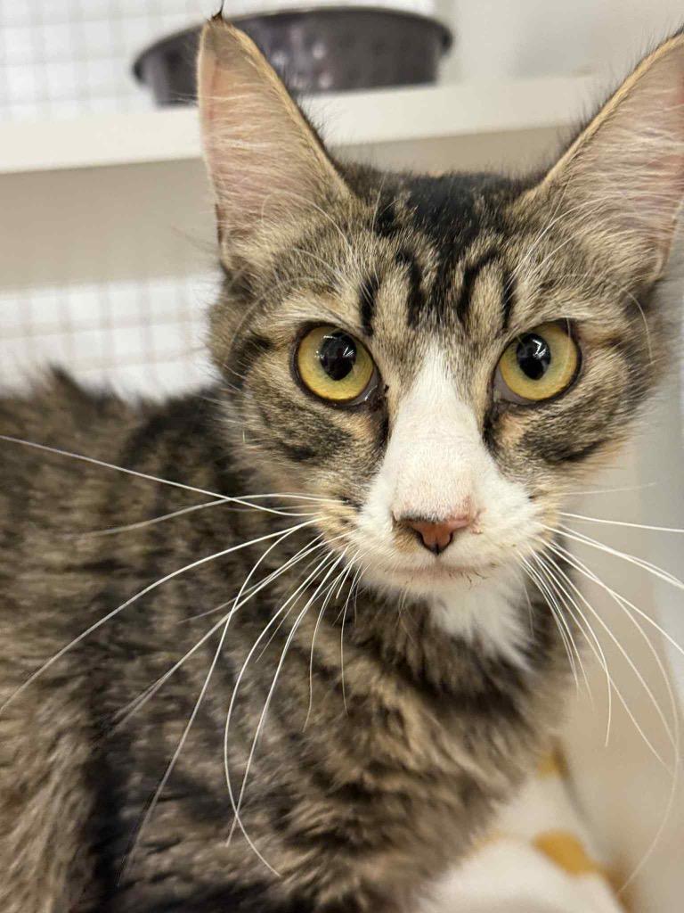 Thrive, Adoptable, Adult Female Domestic Long Hair.