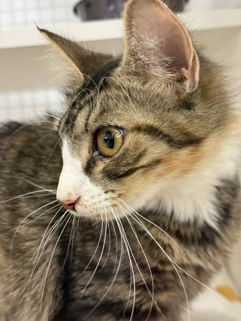 Enlarge Thrive, a Adoptable mixed breed in Gorham, ME image 3/4