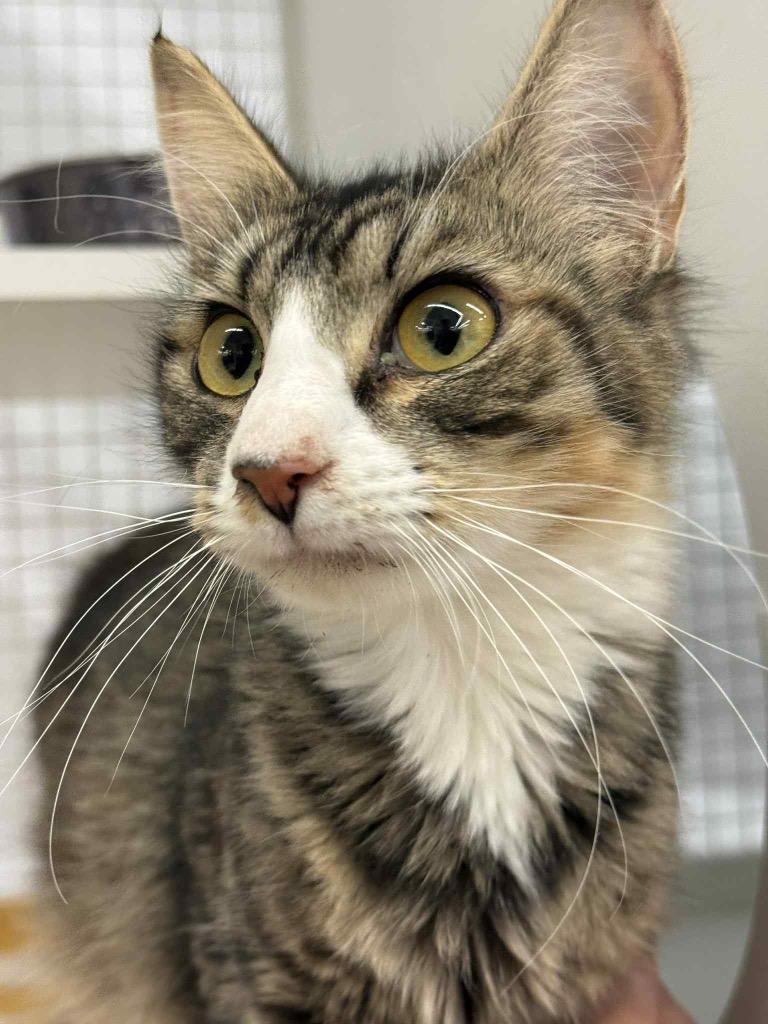 Enlarge Thrive, a Adoptable mixed breed in Gorham, ME image 4/4