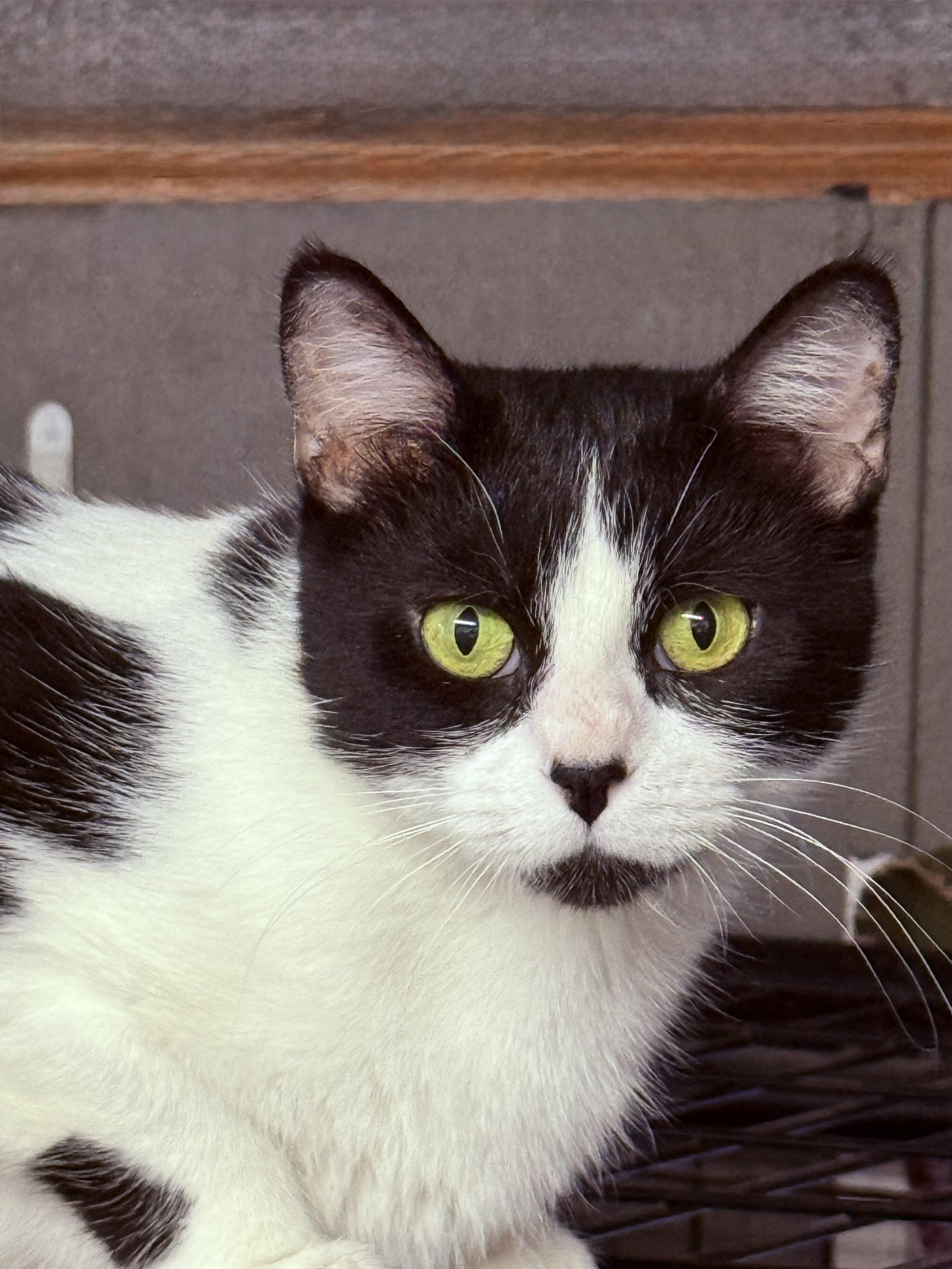 Enlarge Lilith , a ADOPTABLE Domestic Short Hair in Independence, IA image 3/3