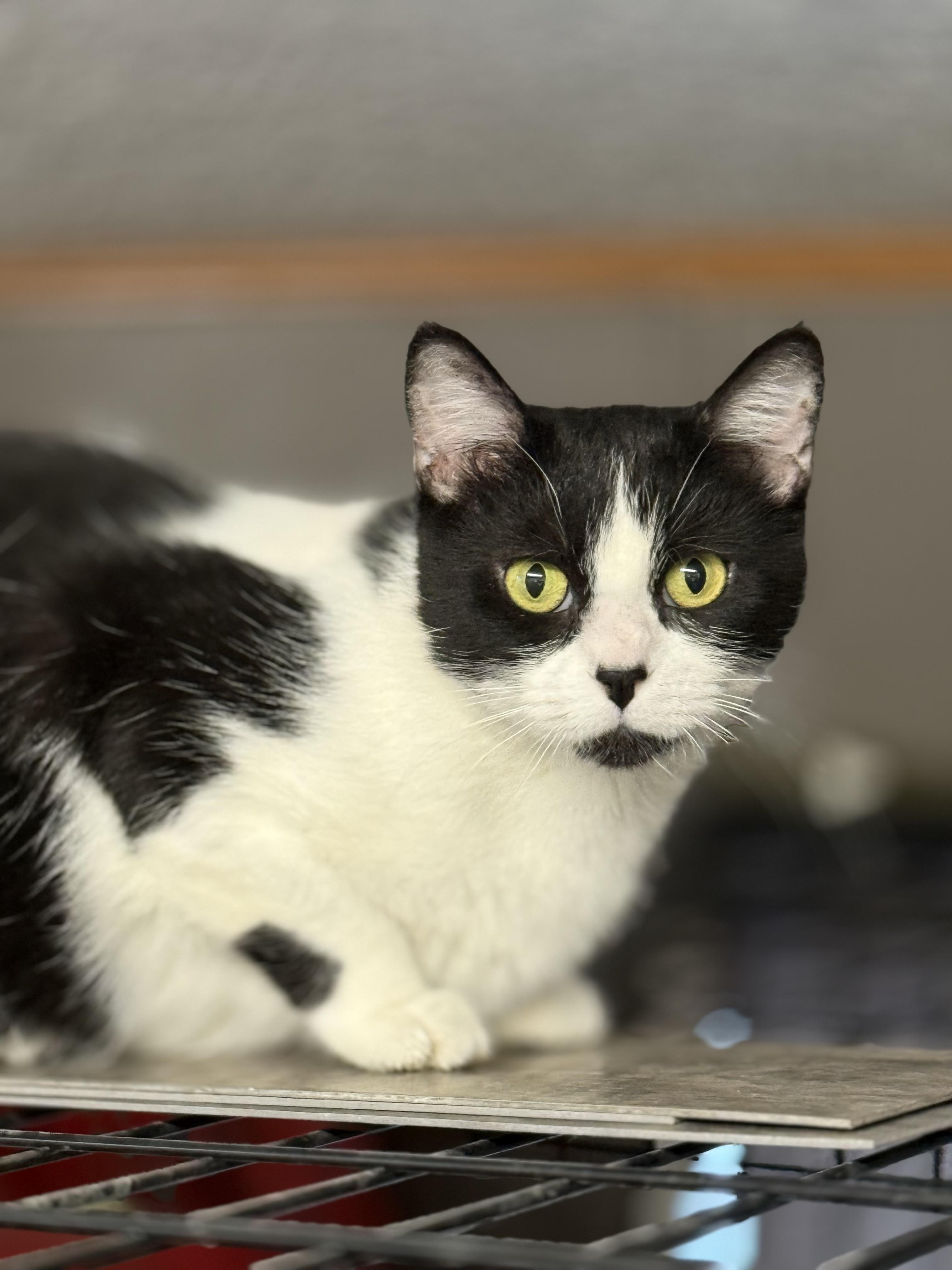 Enlarge Lilith , a ADOPTABLE Domestic Short Hair in Independence, IA image 2/3