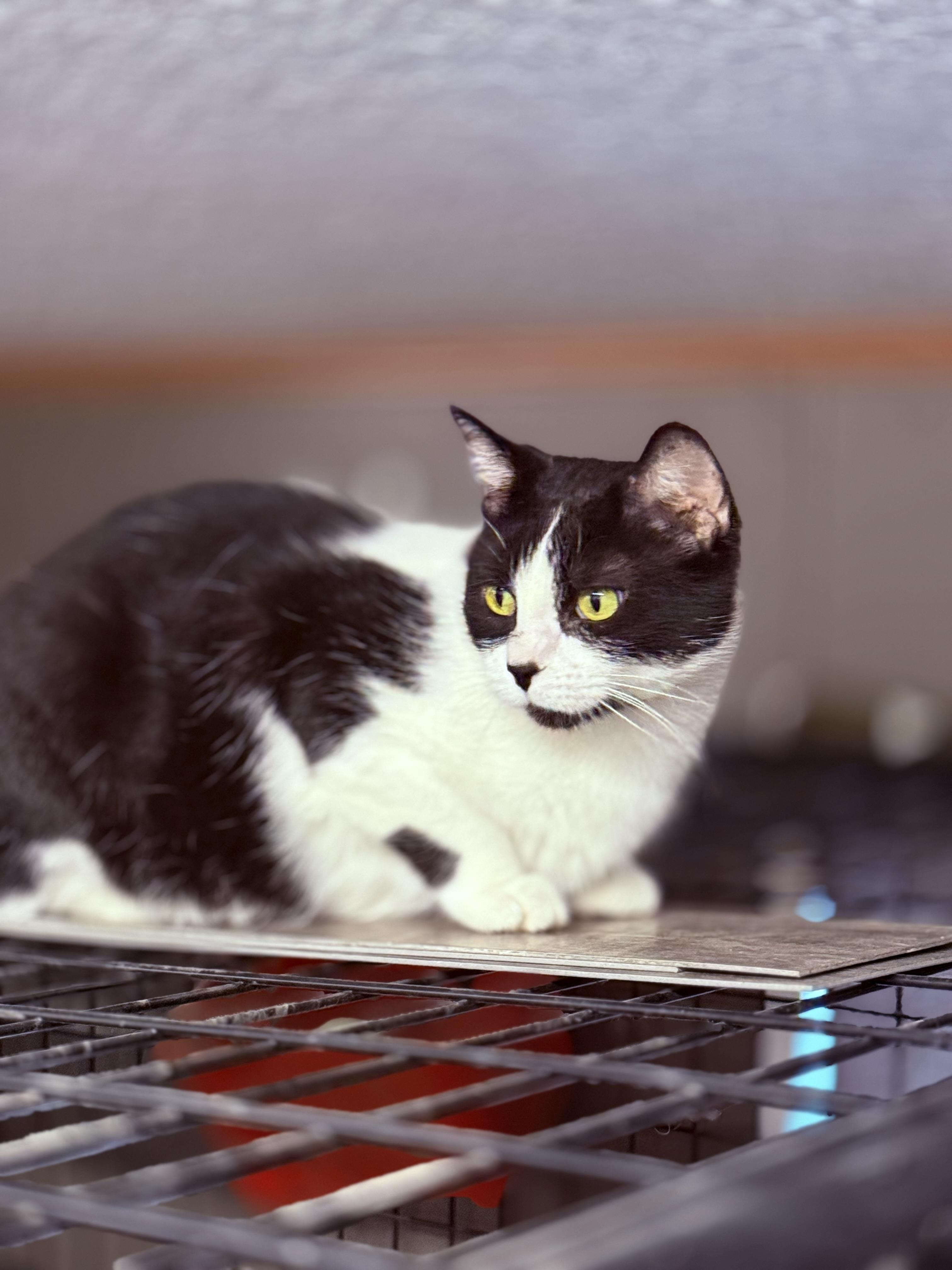 Enlarge Lilith , a ADOPTABLE Domestic Short Hair in Independence, IA image 1/3