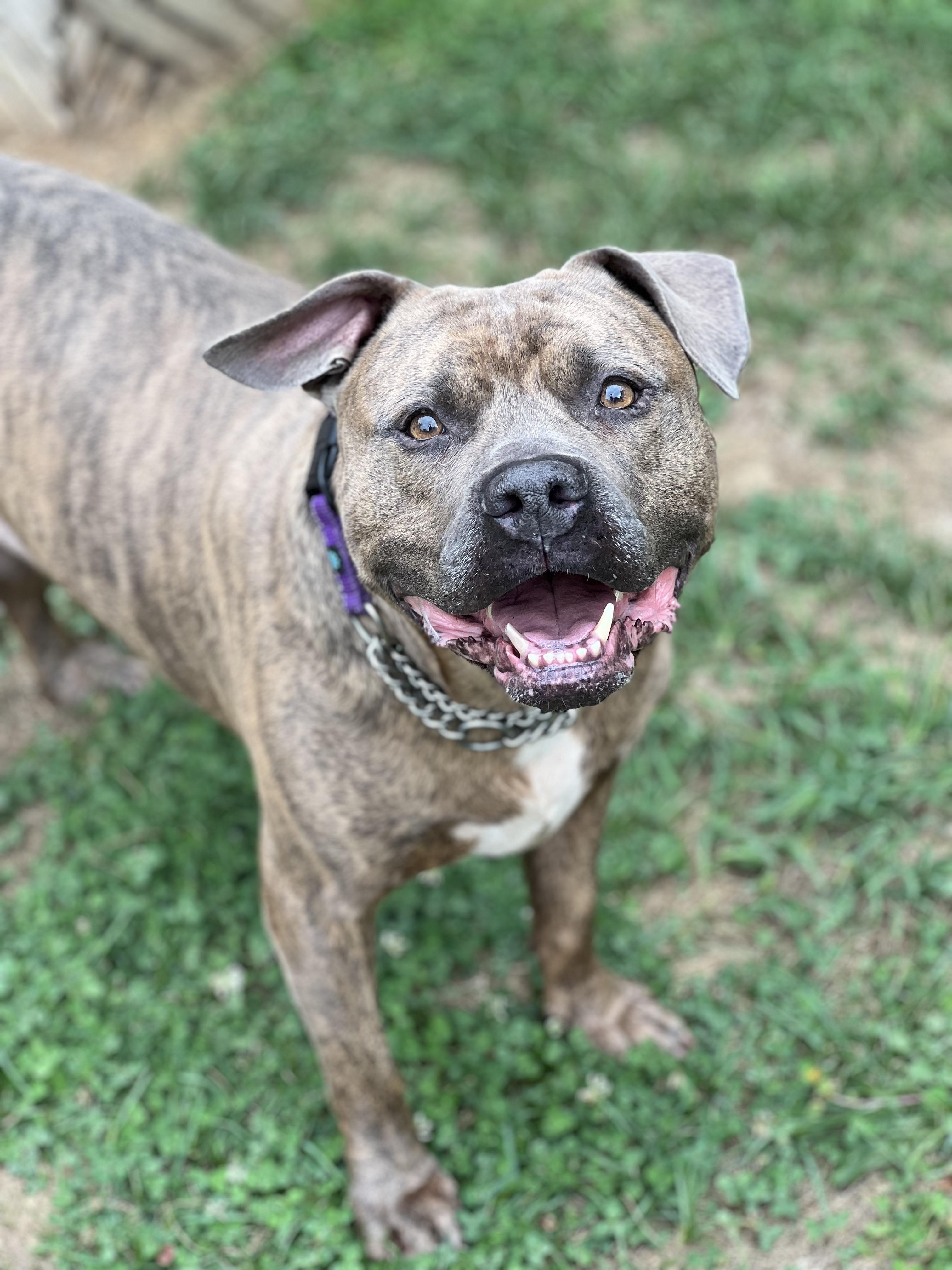 Enlarge Brock, a Adoptable mixed breed in Stahlstown, PA image 1/6
