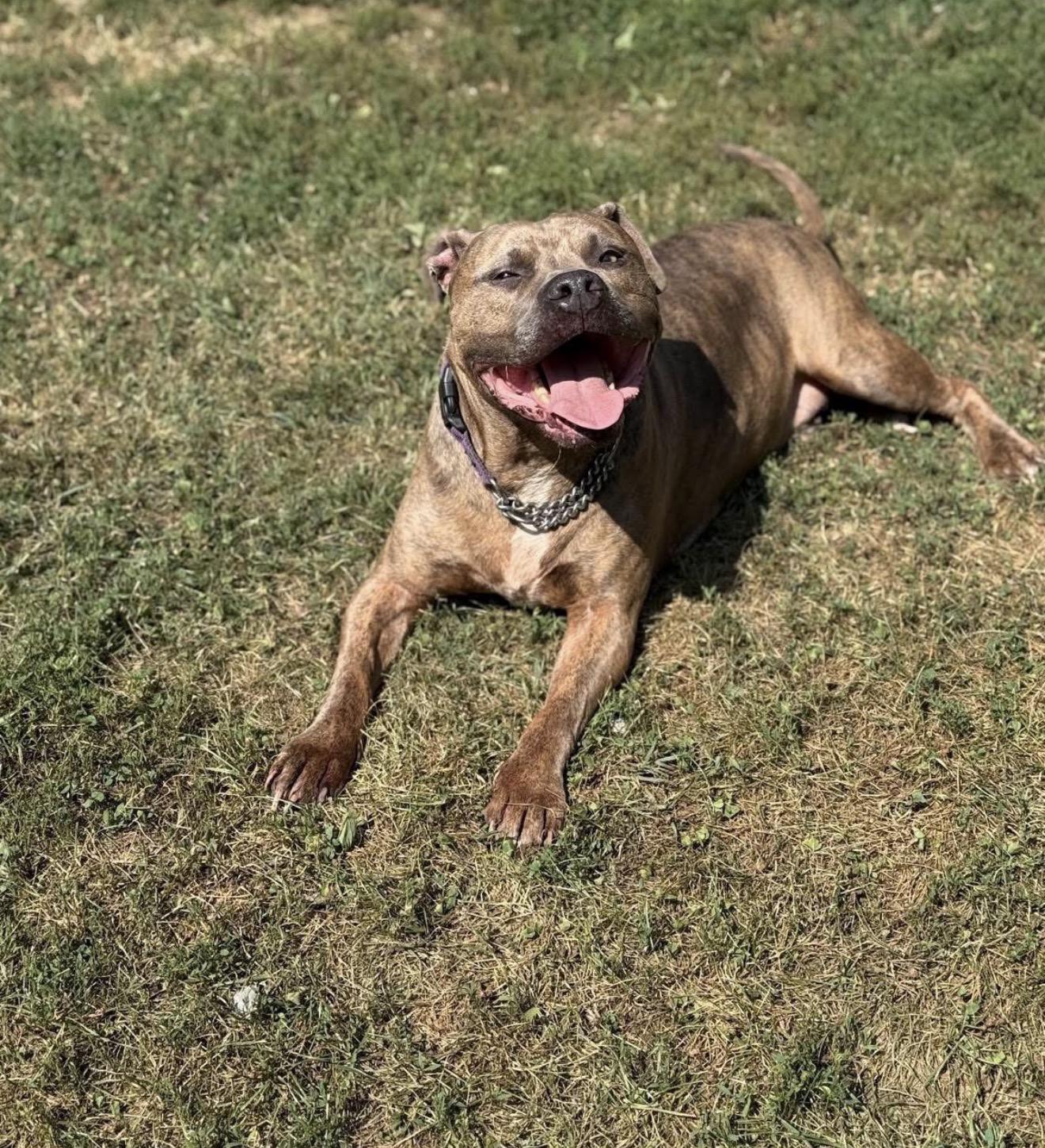 Enlarge Brock, a Adoptable mixed breed in Stahlstown, PA image 2/6