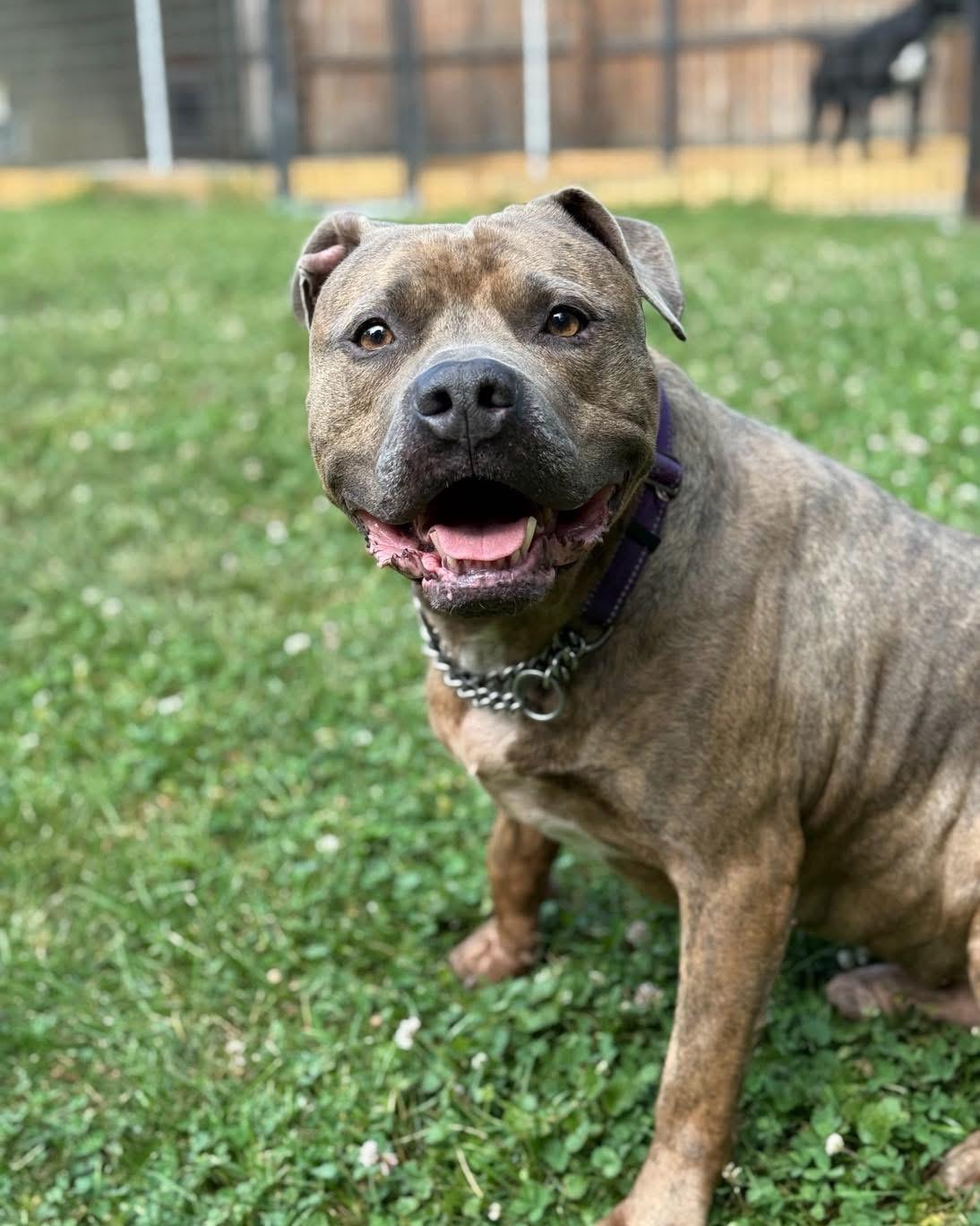 Enlarge Brock, a Adoptable mixed breed in Stahlstown, PA image 3/6