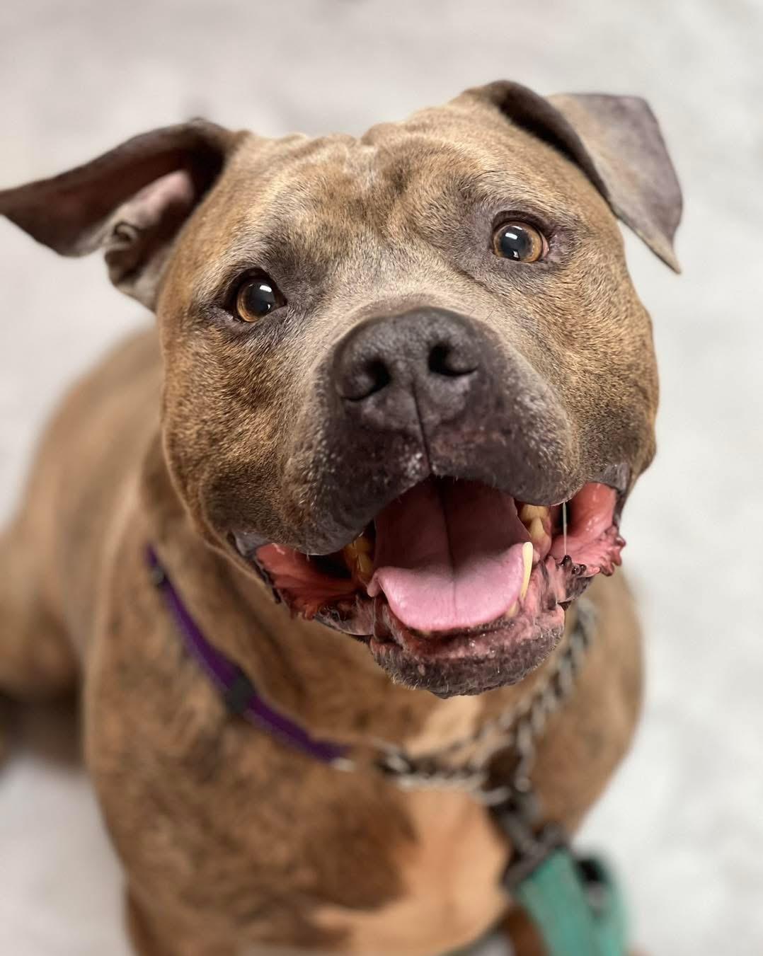 Enlarge Brock, a Adoptable mixed breed in Stahlstown, PA image 4/6