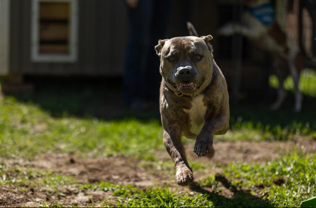 Enlarge Brock, a Adoptable mixed breed in Stahlstown, PA image 5/6