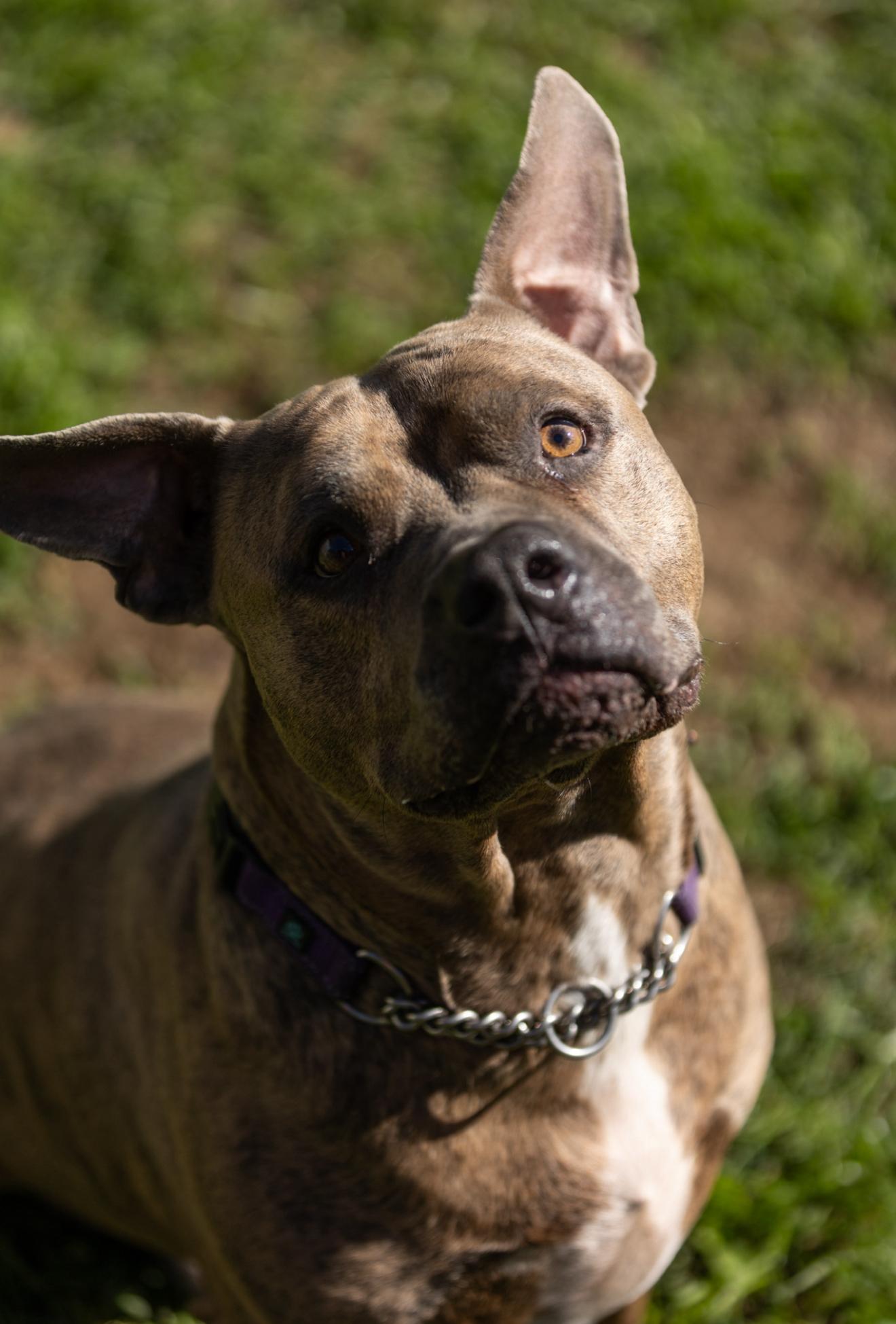 Enlarge Brock, a Adoptable mixed breed in Stahlstown, PA image 6/6