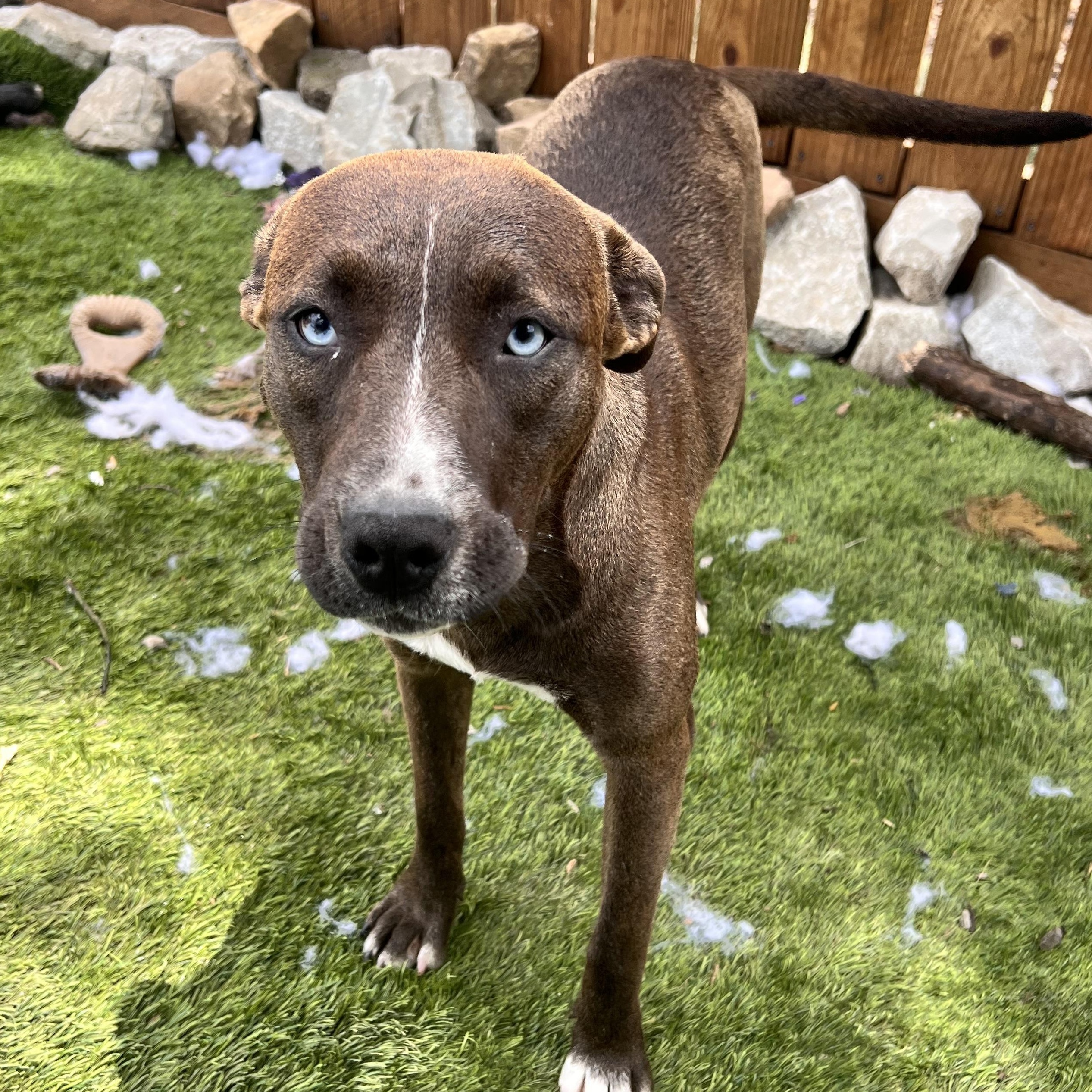 Trouble, Adoptable, Young Female American Staffordshire Terrier & Cattle Dog.