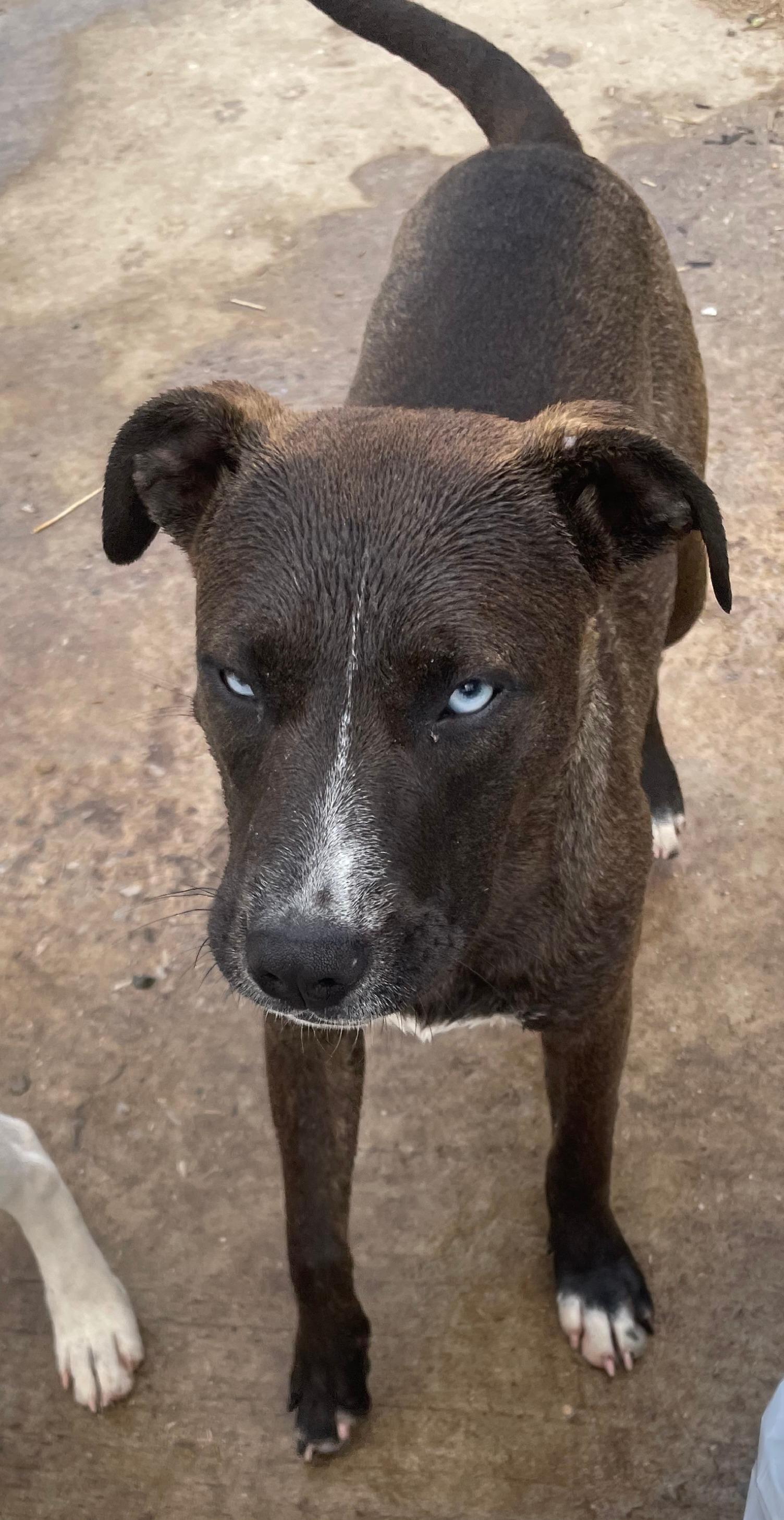 Trouble, a Adoptable mixed breed in Tracy City , TN image 2/3