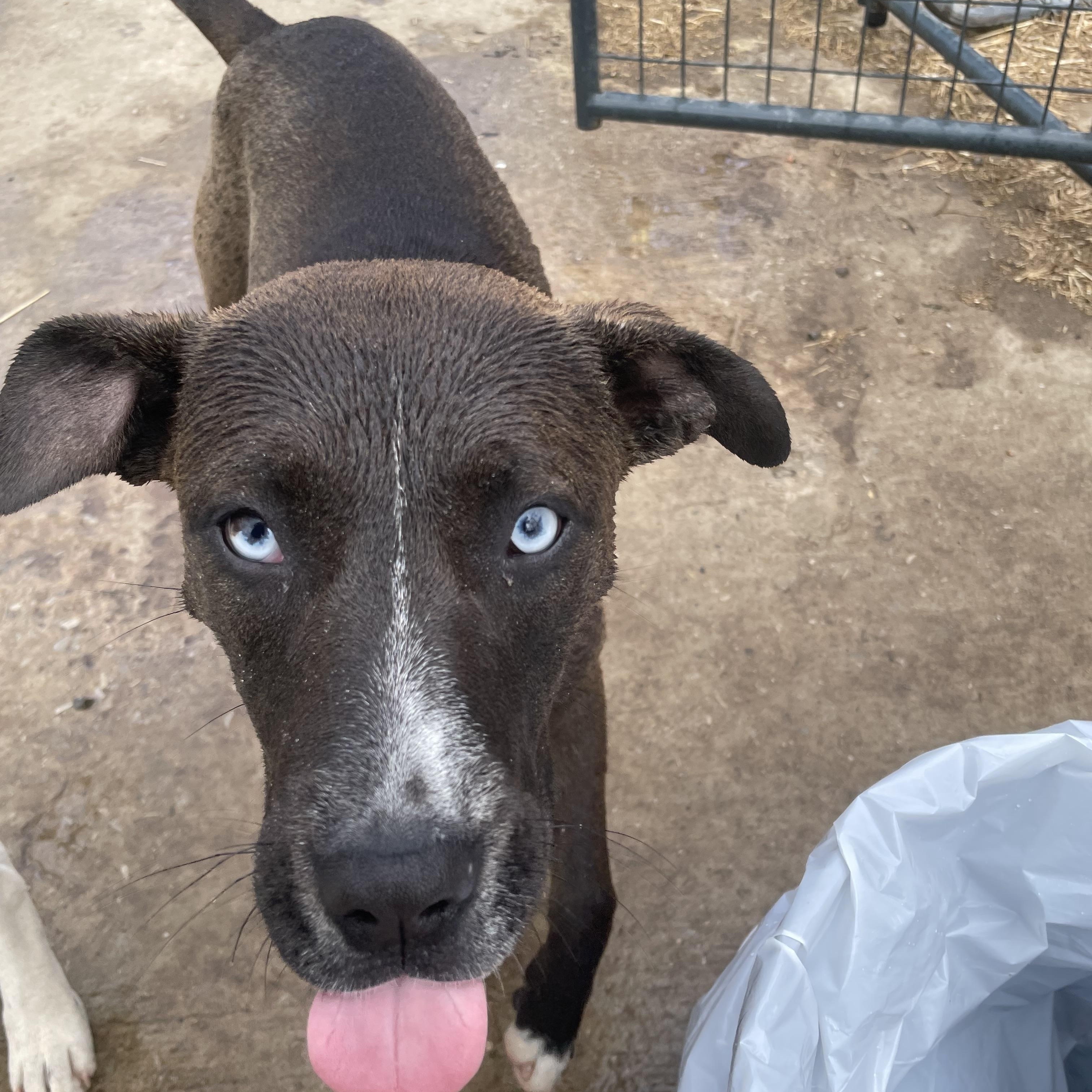 Trouble, a Adoptable mixed breed in Tracy City , TN image 3/3