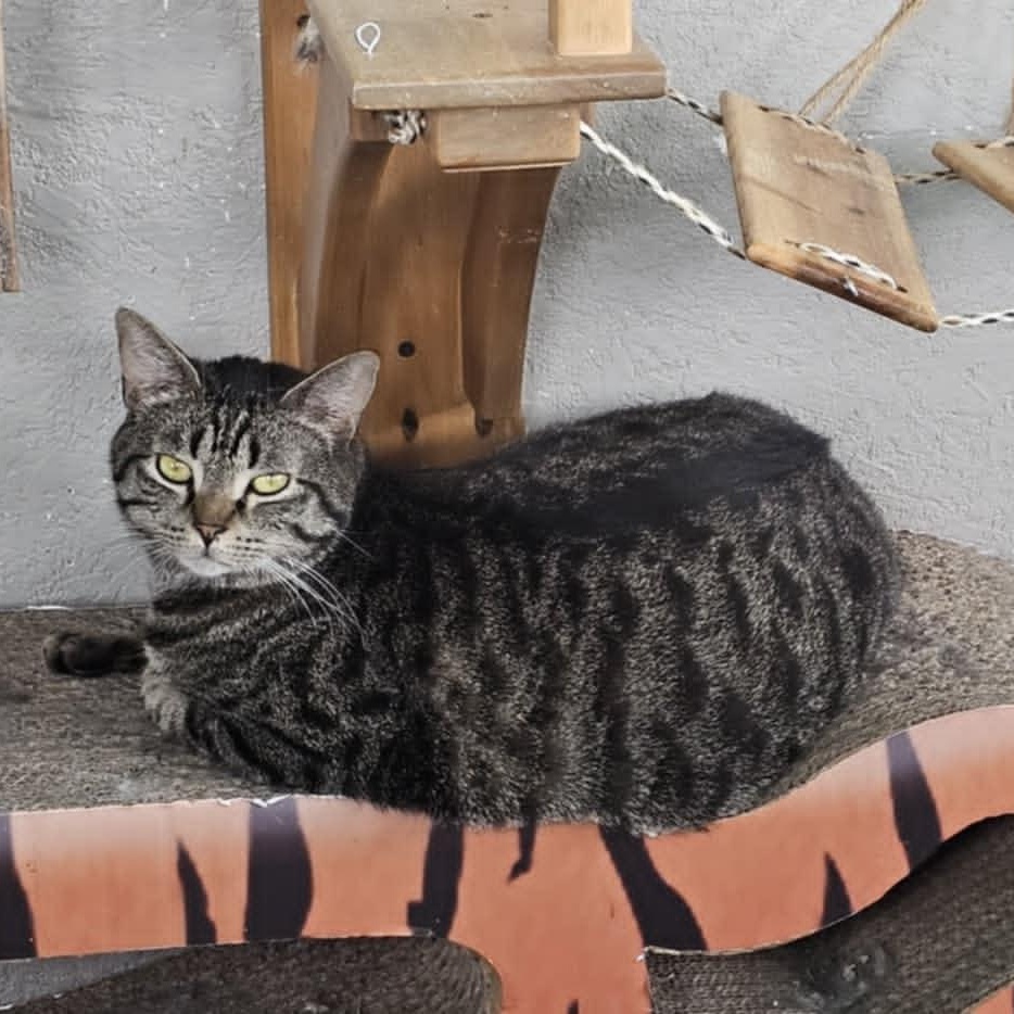 Enlarge Henry, a Adopted Tabby in Eugene, OR image 1/1