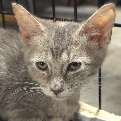 Freckles, Adoptable, Kitten Female Domestic Short Hair.