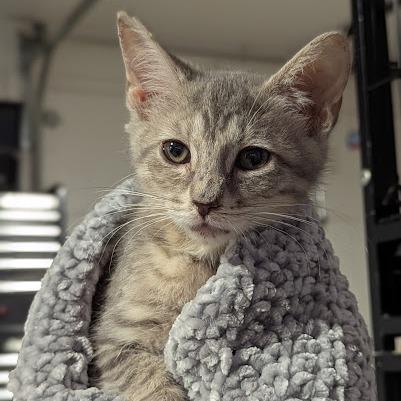 Enlarge Freckles, a Adoptable Domestic Short Hair in Johnstown, PA image 2/4