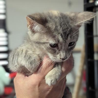 Enlarge Freckles, a Adoptable Domestic Short Hair in Johnstown, PA image 3/4