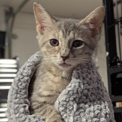 Enlarge Freckles, a Adoptable Domestic Short Hair in Johnstown, PA image 4/4