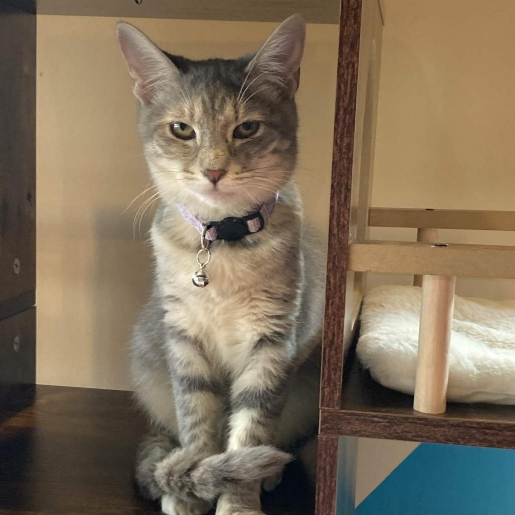 Enlarge Freckles, a Adoptable Domestic Short Hair in Johnstown, PA image 1/5