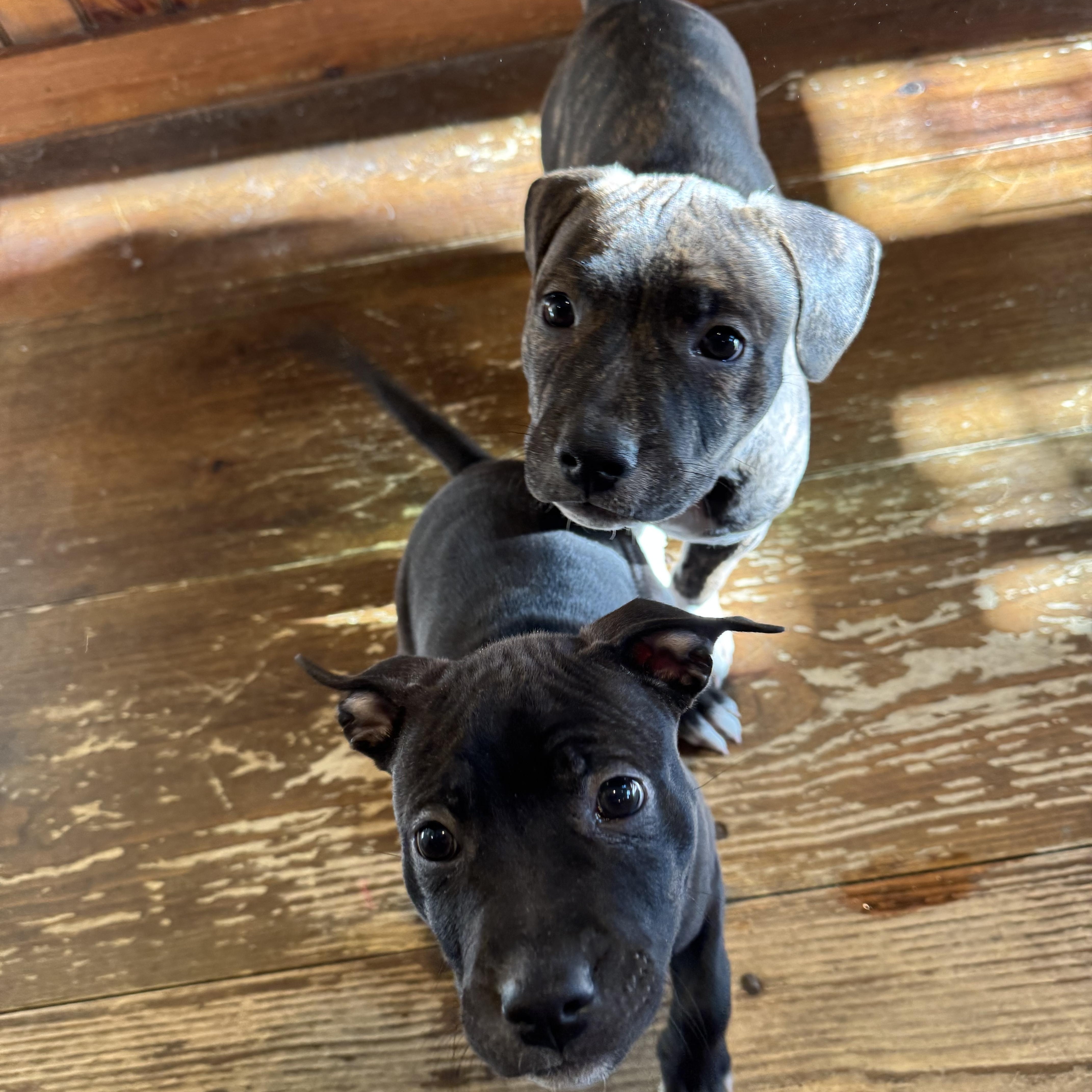 Enlarge Rocky, a Adoptable mixed breed in Nutting Lake, MA image 4/5