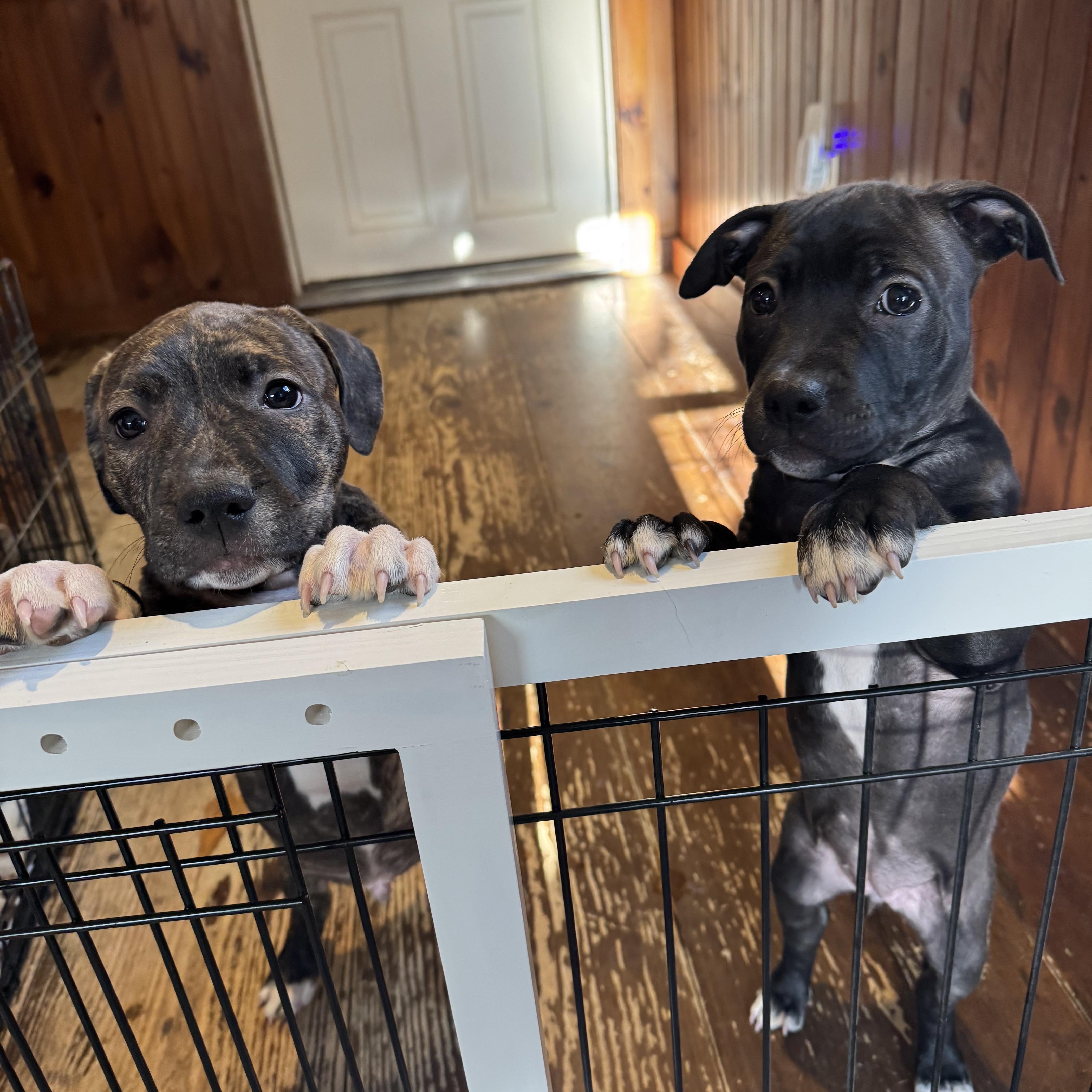 Enlarge Rocky, a Adoptable mixed breed in Nutting Lake, MA image 2/5