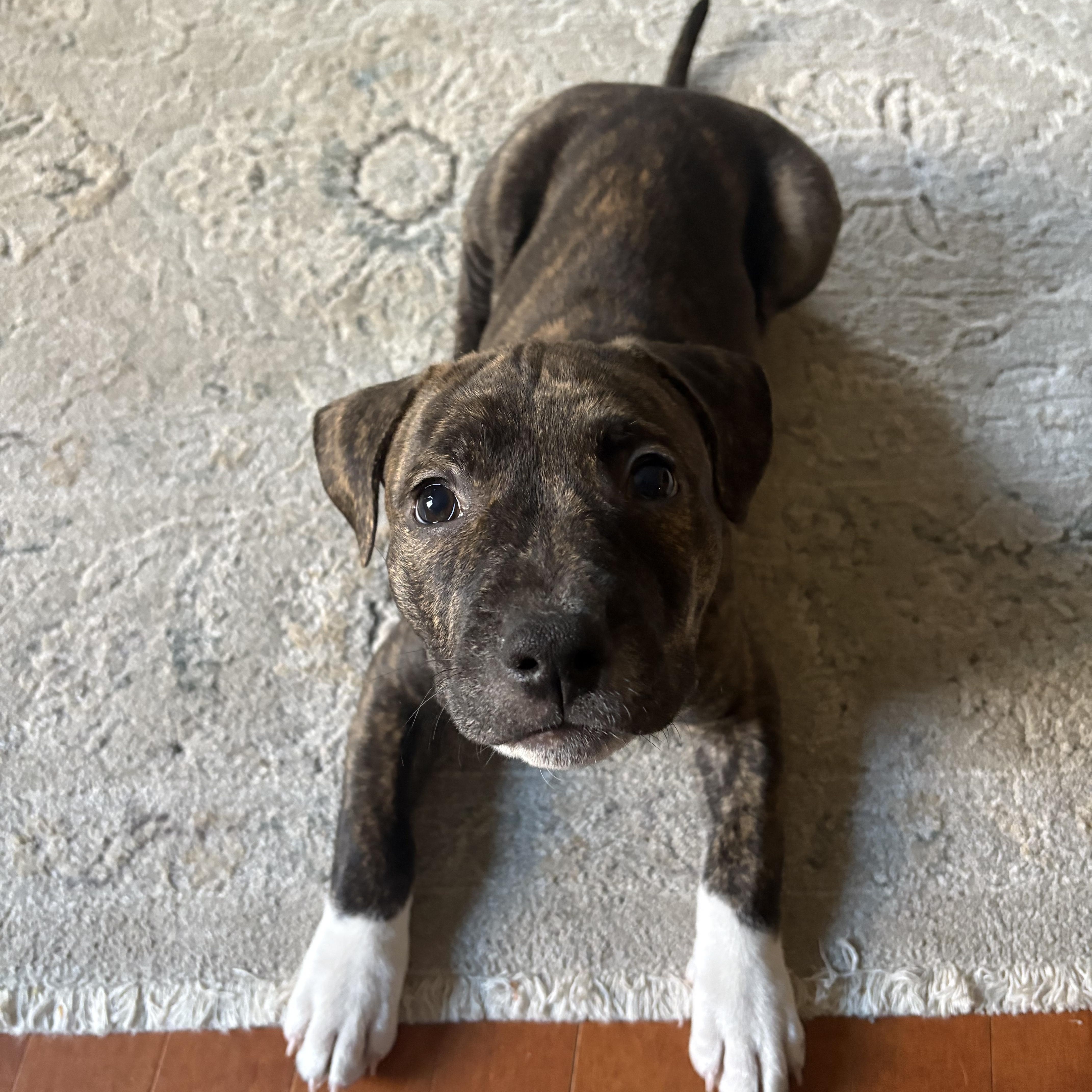 Enlarge Rocky, a Adoptable mixed breed in Nutting Lake, MA image 3/5