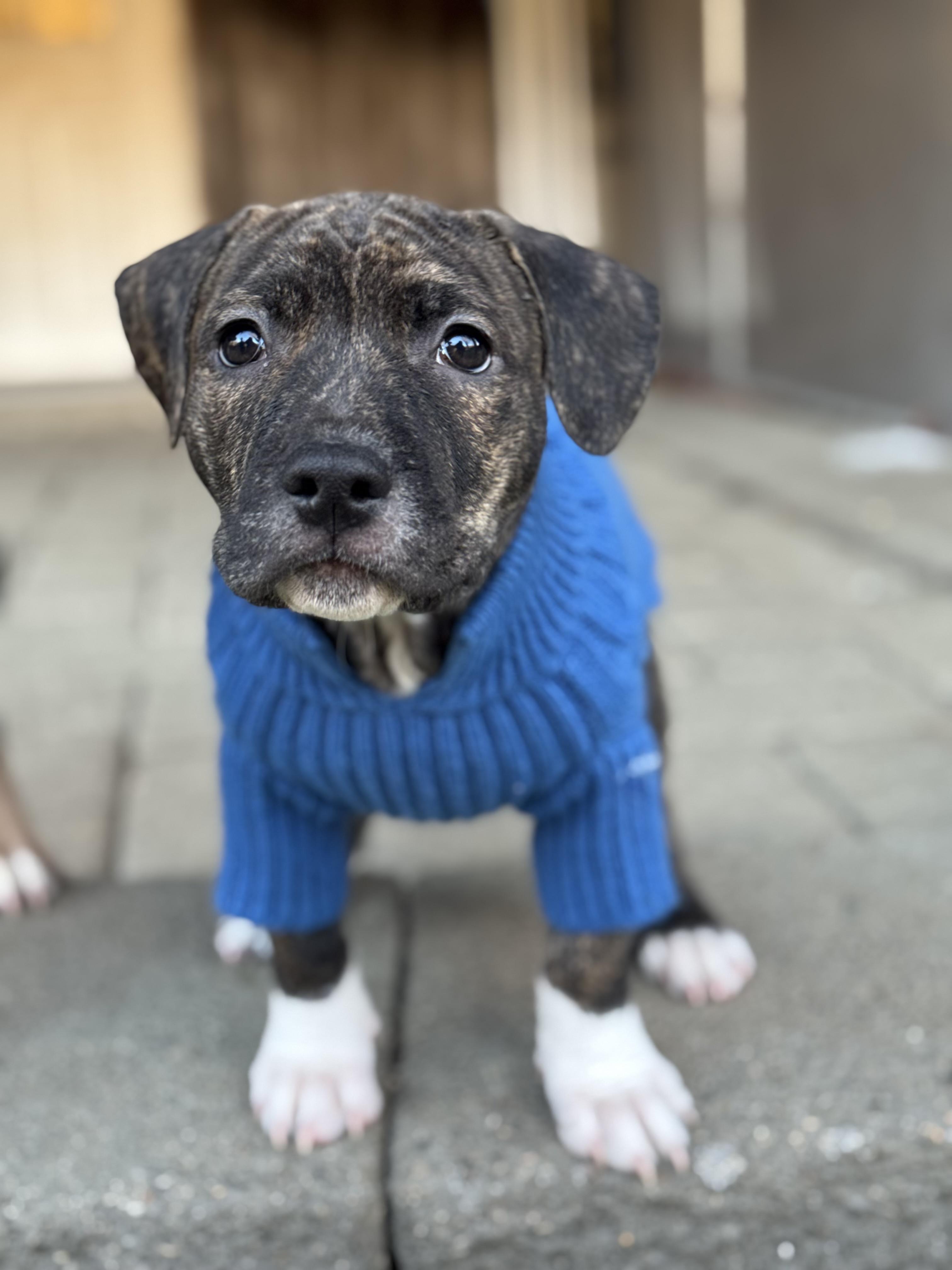 Enlarge Rocky, a Adoptable mixed breed in Nutting Lake, MA image 1/5