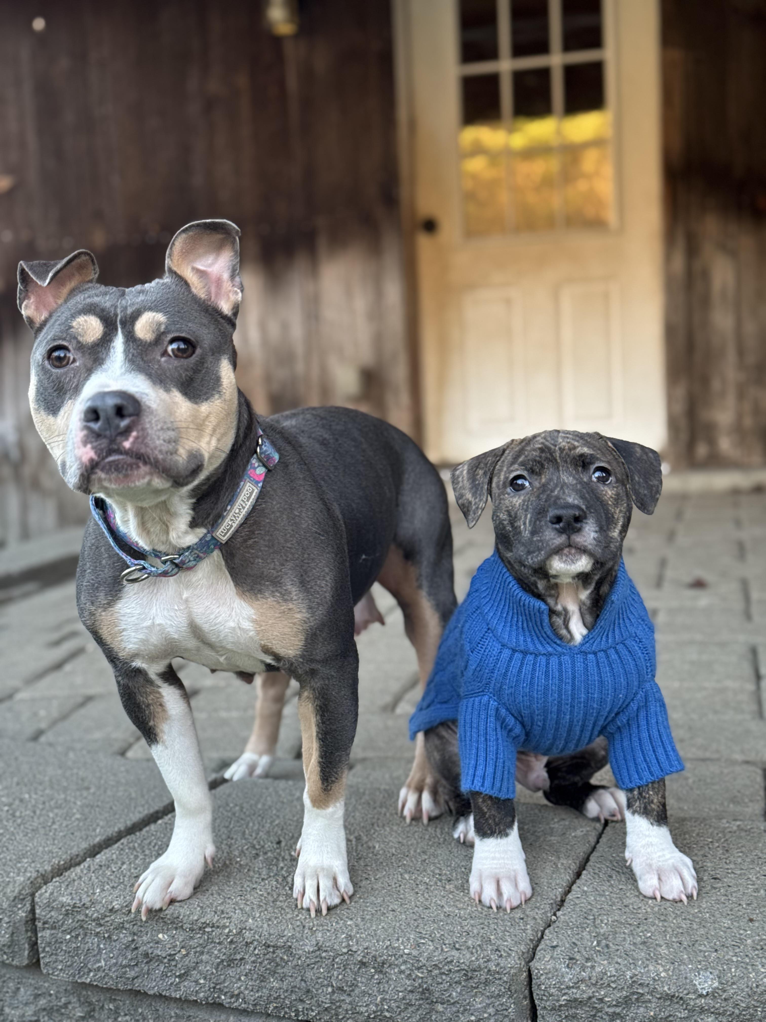 Enlarge Rocky, a Adoptable mixed breed in Nutting Lake, MA image 5/5