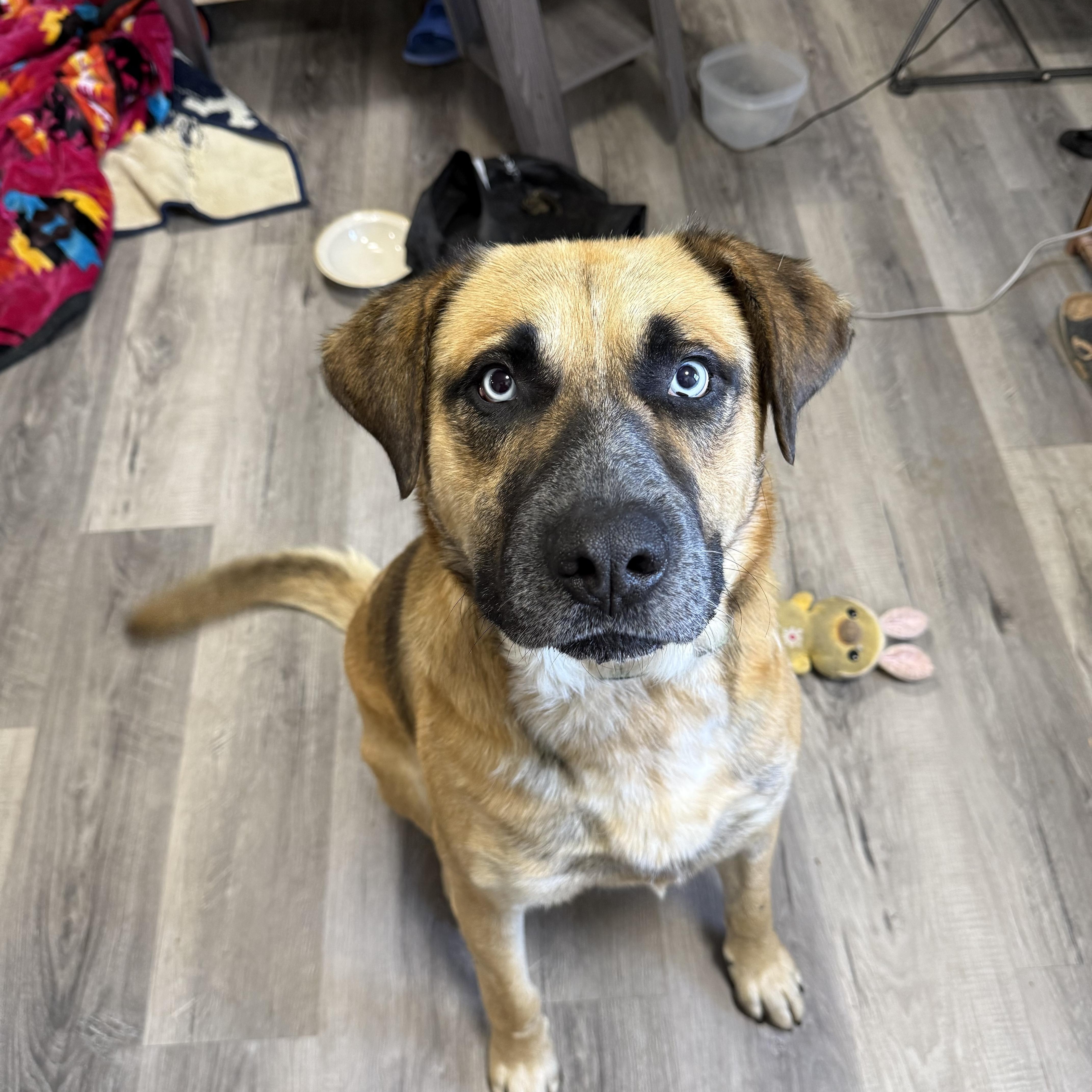 Enlarge Mr. Blue, a Adoptable Mixed Breed in Saskatoon, SK image 3/3