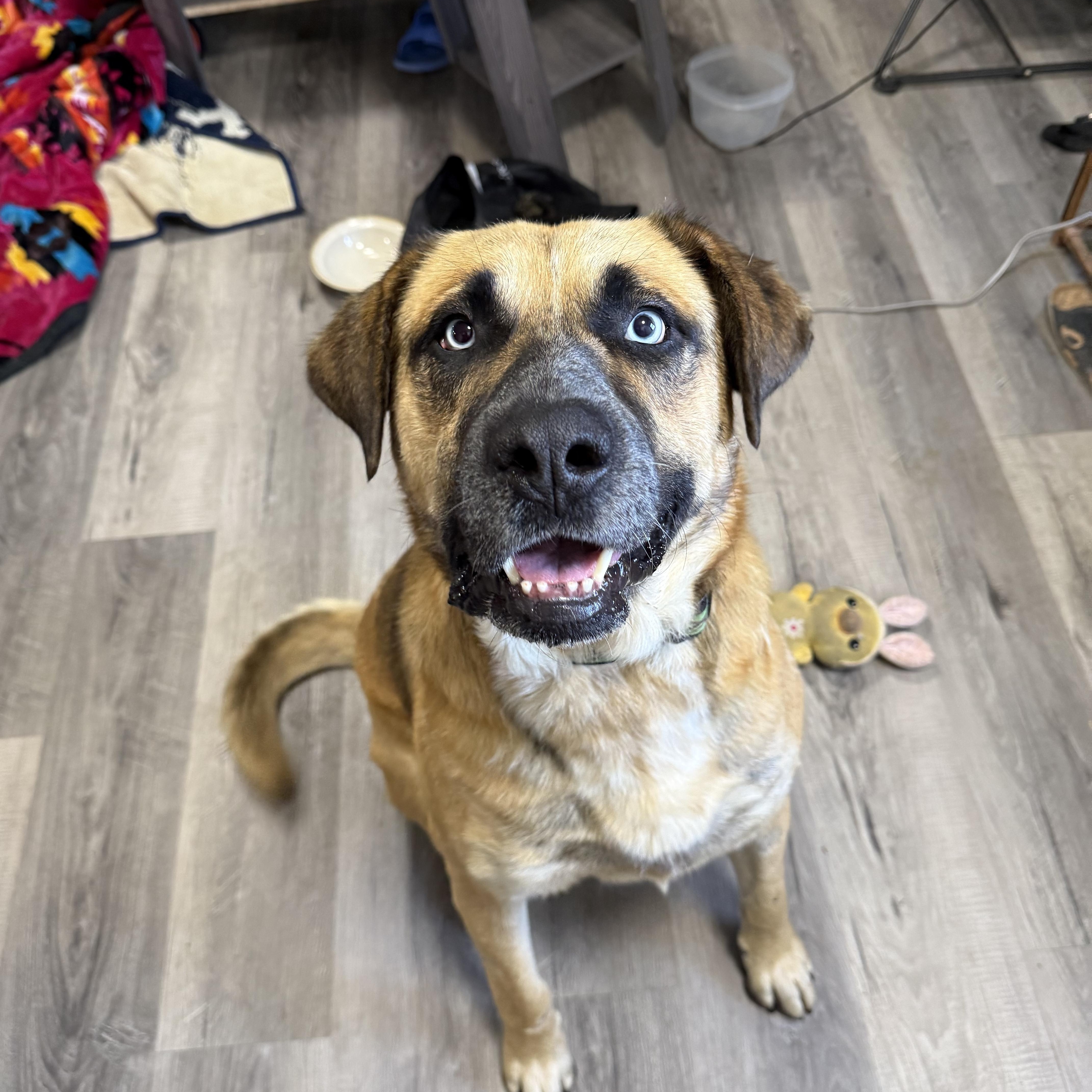 Enlarge Mr. Blue, a Adoptable Mixed Breed in Saskatoon, SK image 1/3
