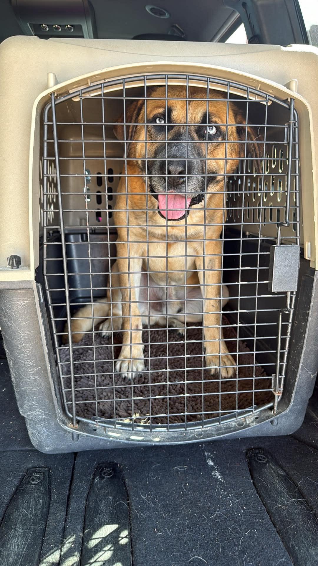 Enlarge Mr. Blue, a Adoptable Mixed Breed in Saskatoon, SK image 2/3
