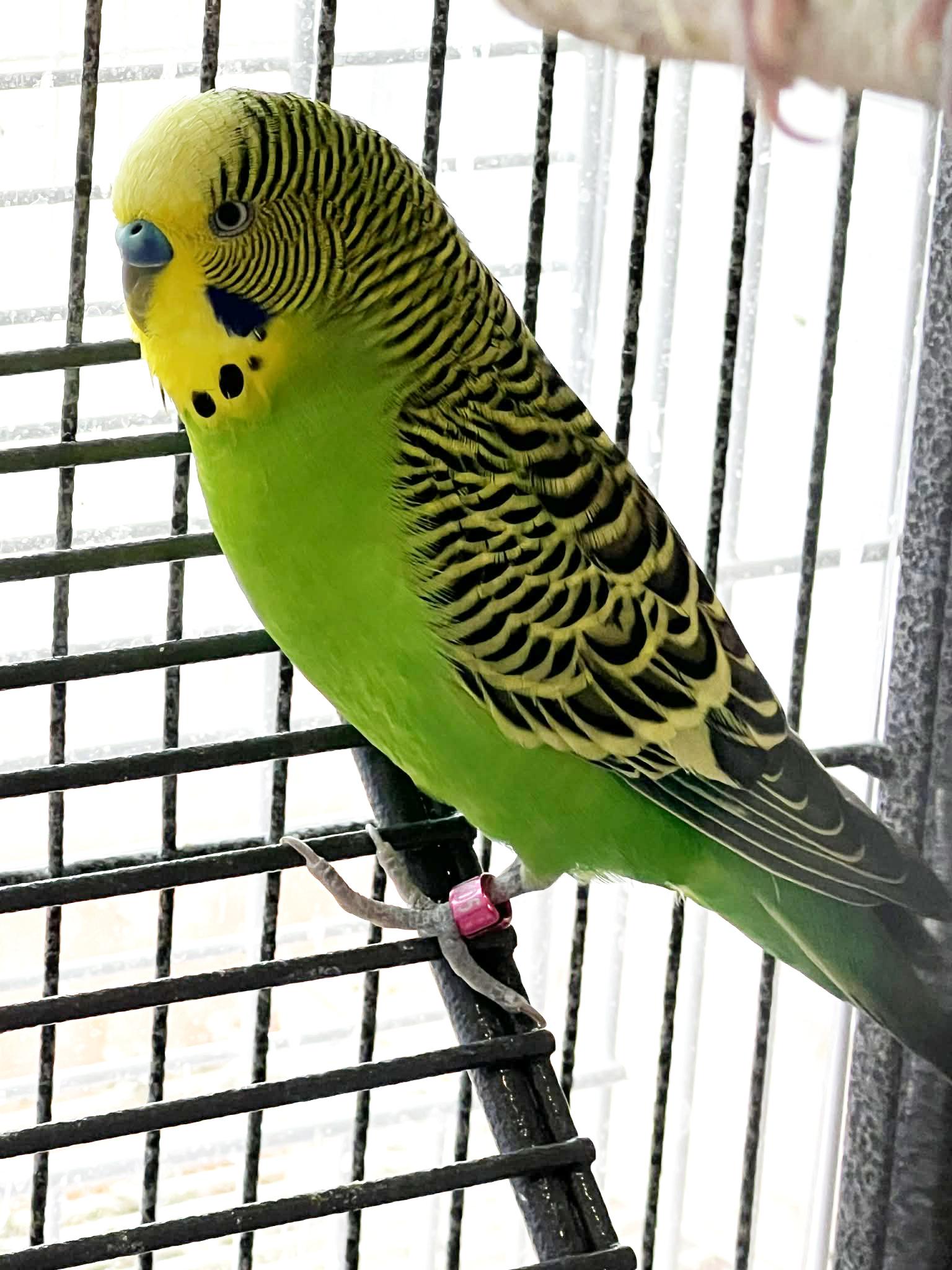 Enlarge  Batman is here to save the day!, a Adoptable Parakeet (Other) in Bedford Hills, NY image 4/5