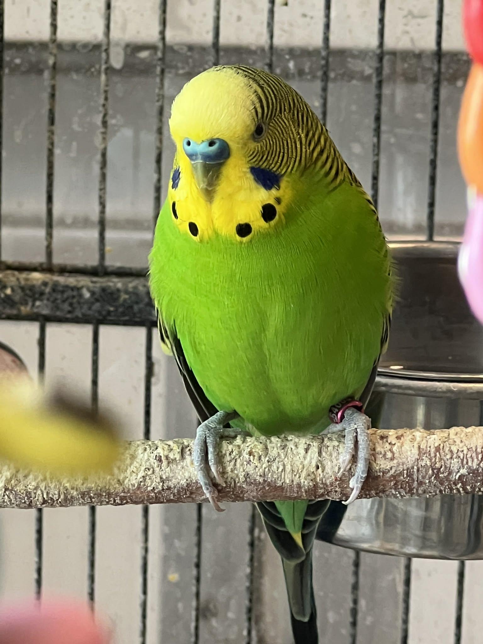Enlarge  Batman is here to save the day!, a Adoptable Parakeet (Other) in Bedford Hills, NY image 2/5