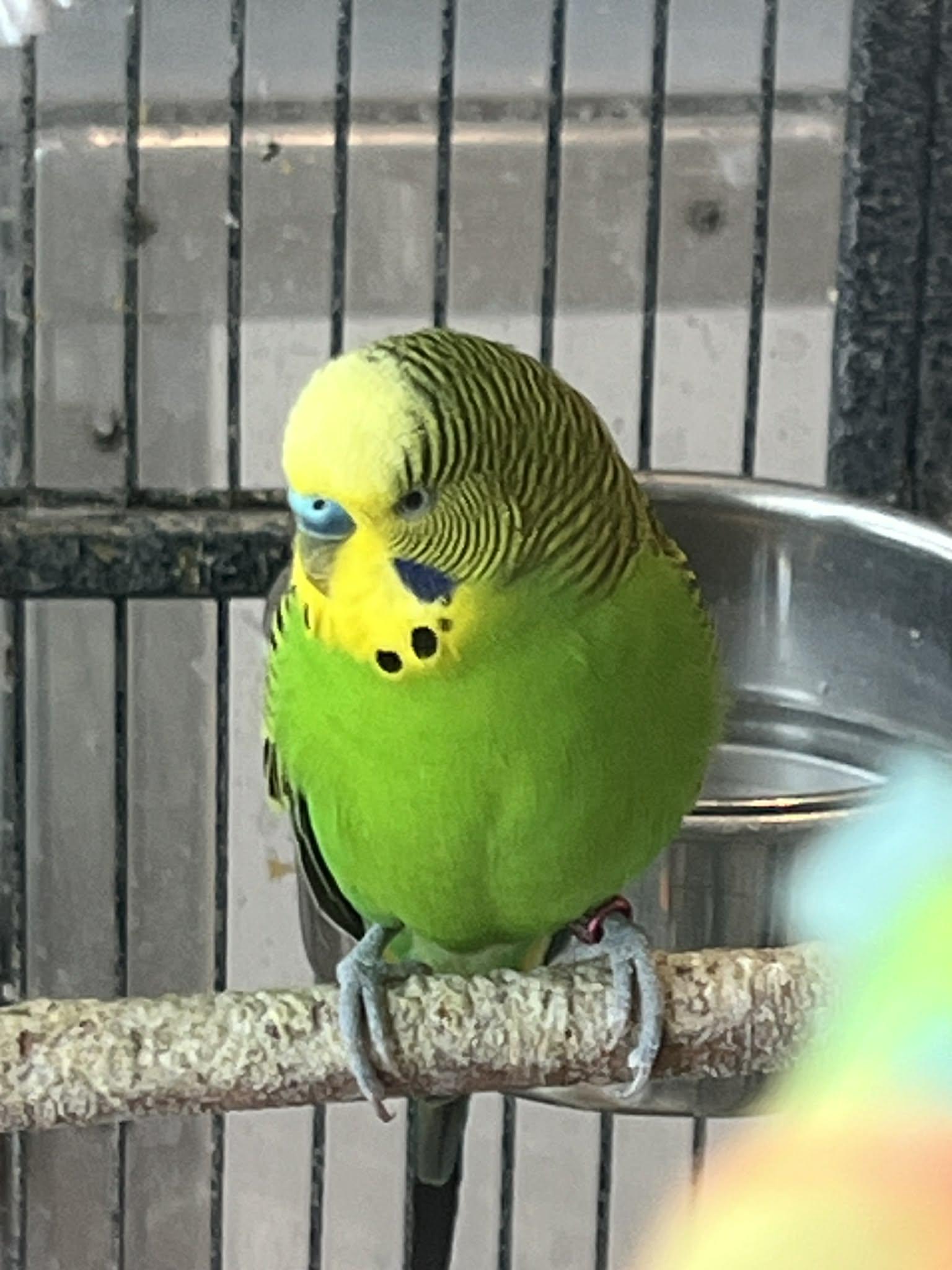 Enlarge  Batman is here to save the day!, a Adoptable Parakeet (Other) in Bedford Hills, NY image 3/5